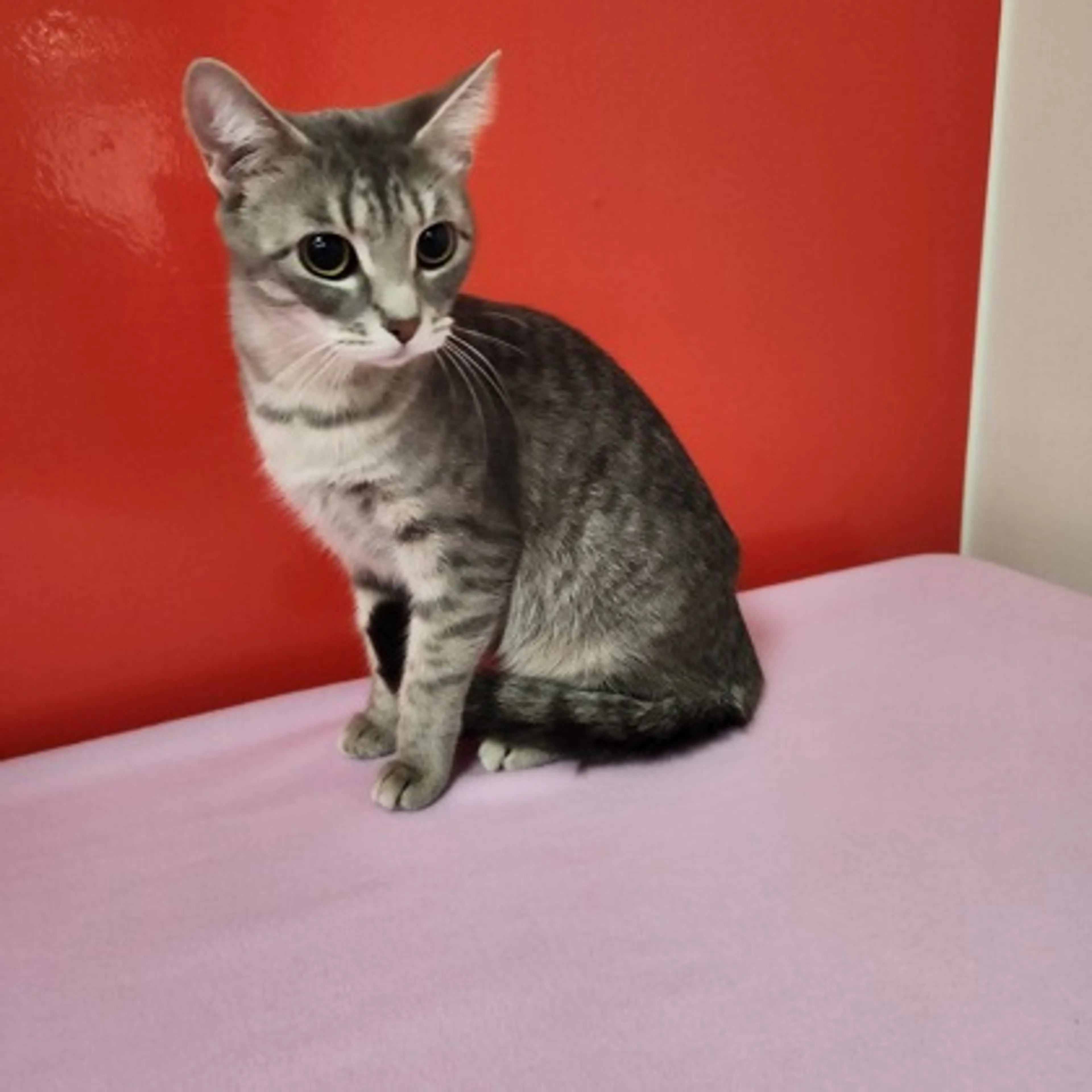Found pet