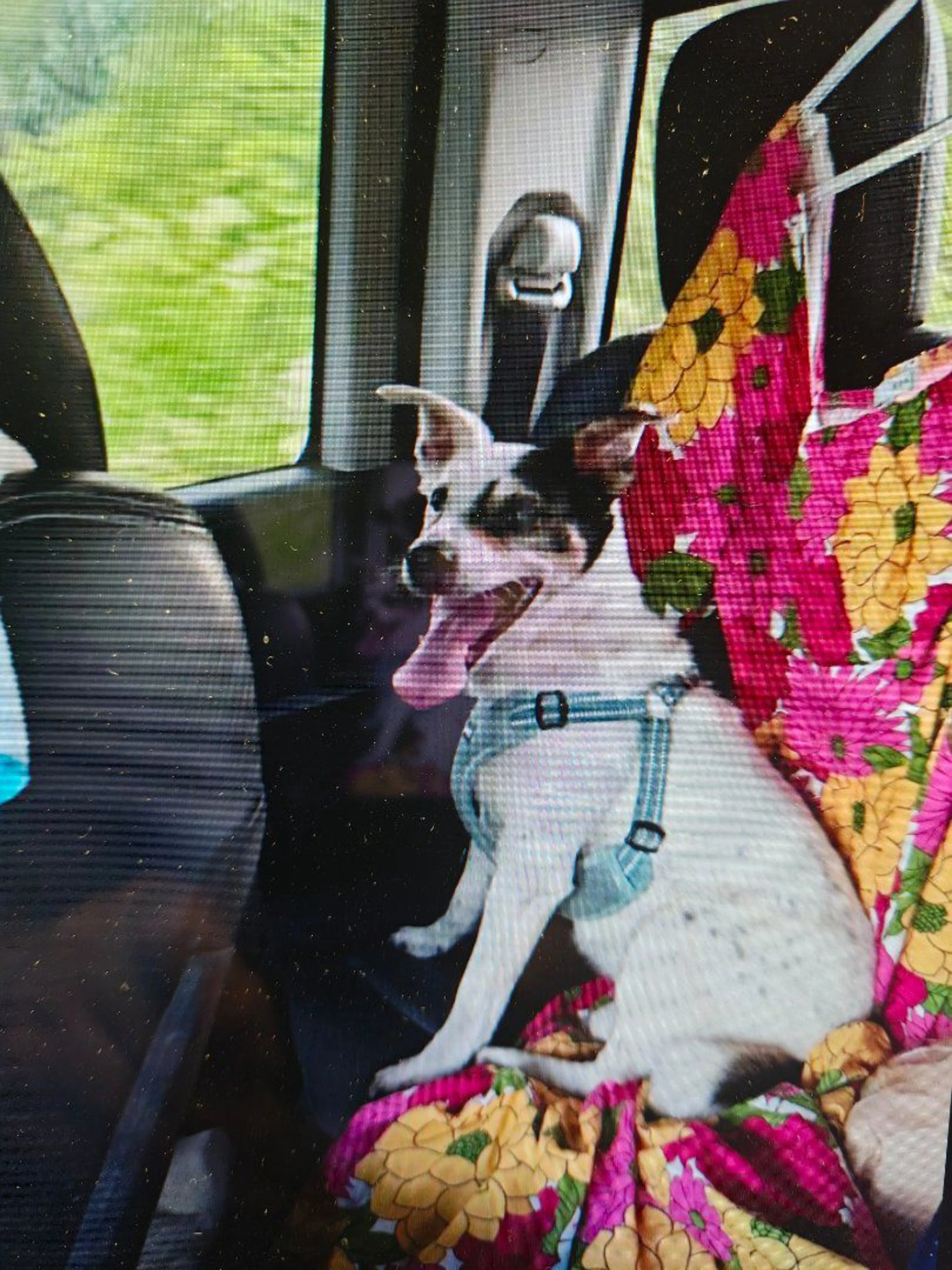 Lost pet