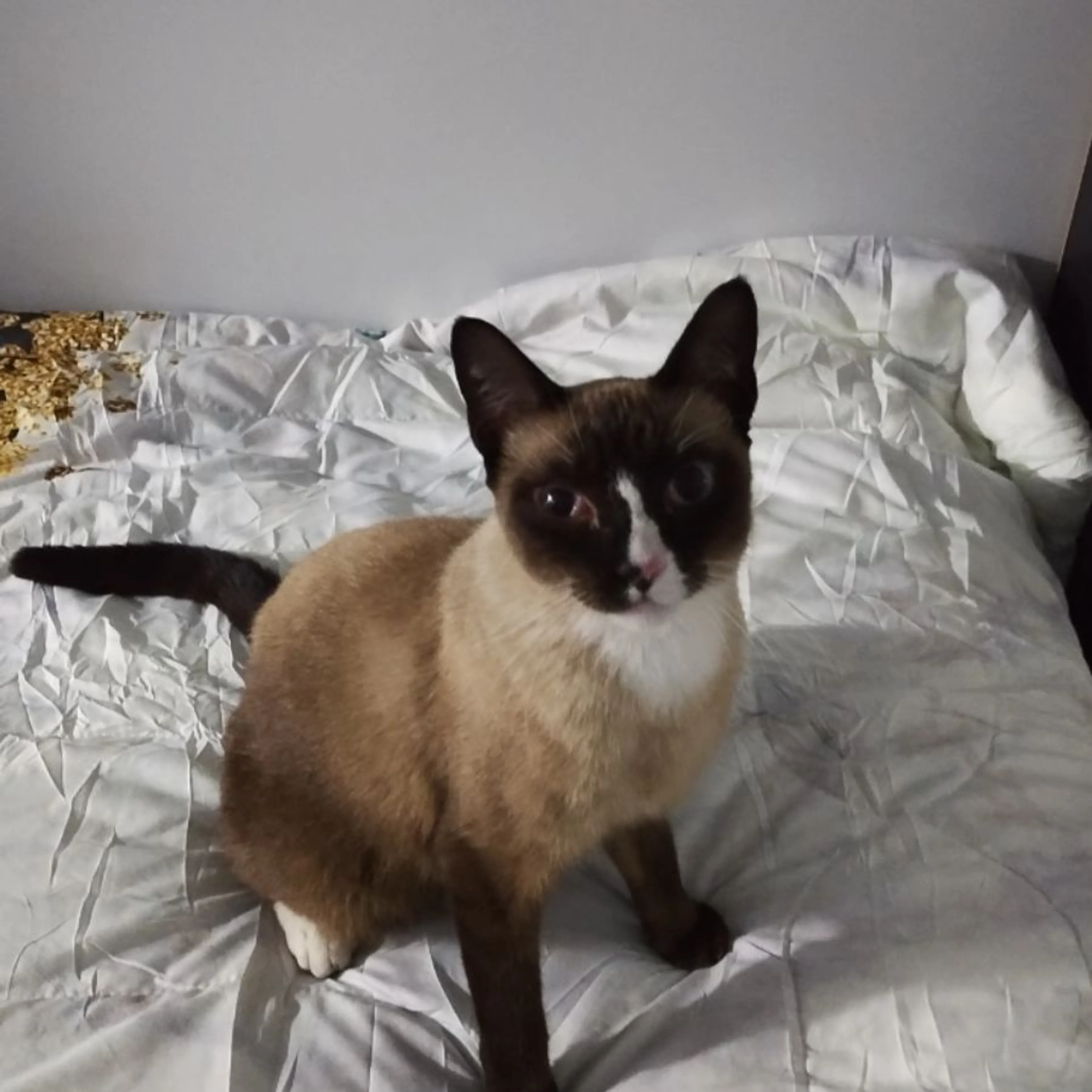 Lost pet