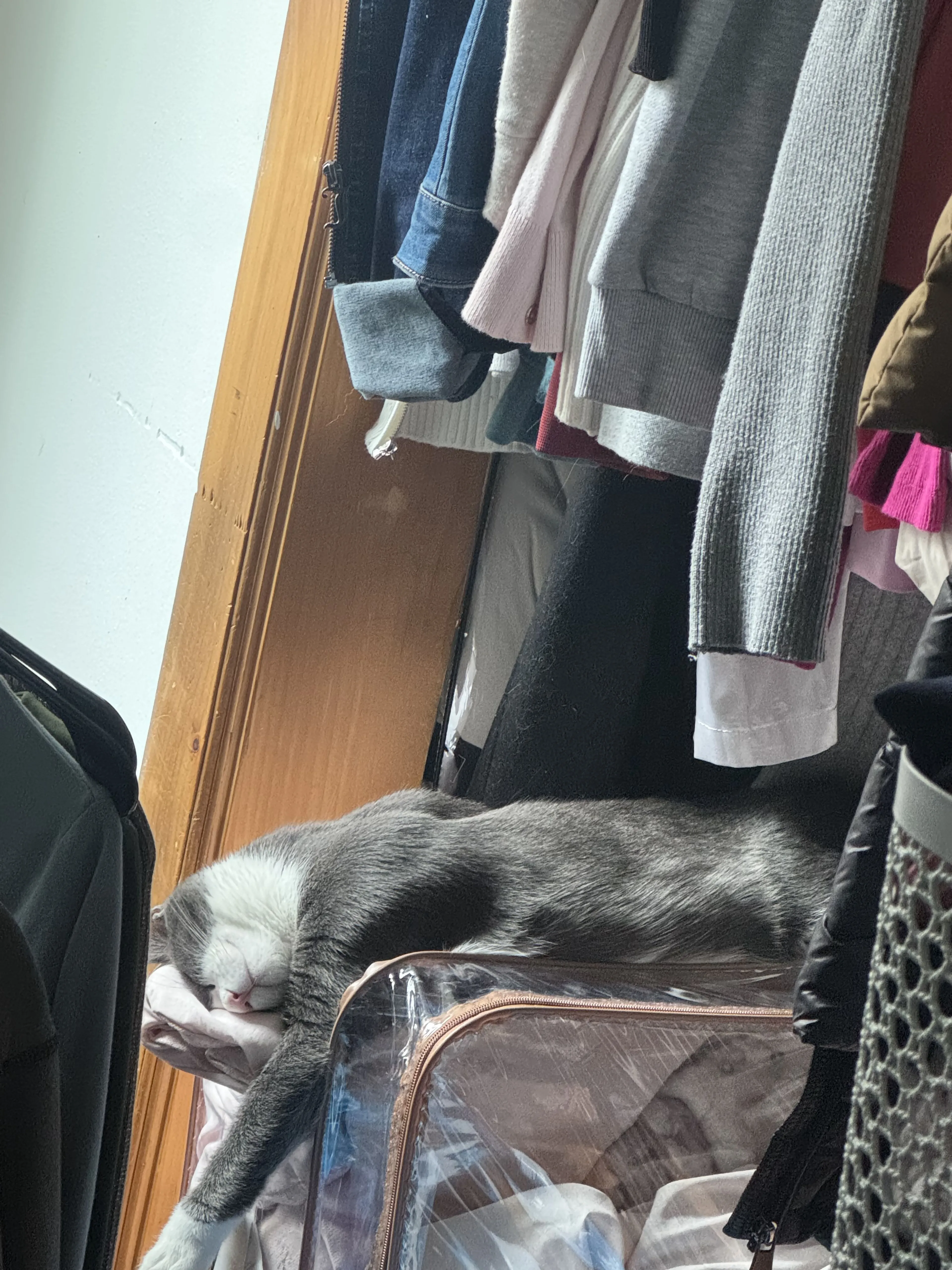 Lost pet-2