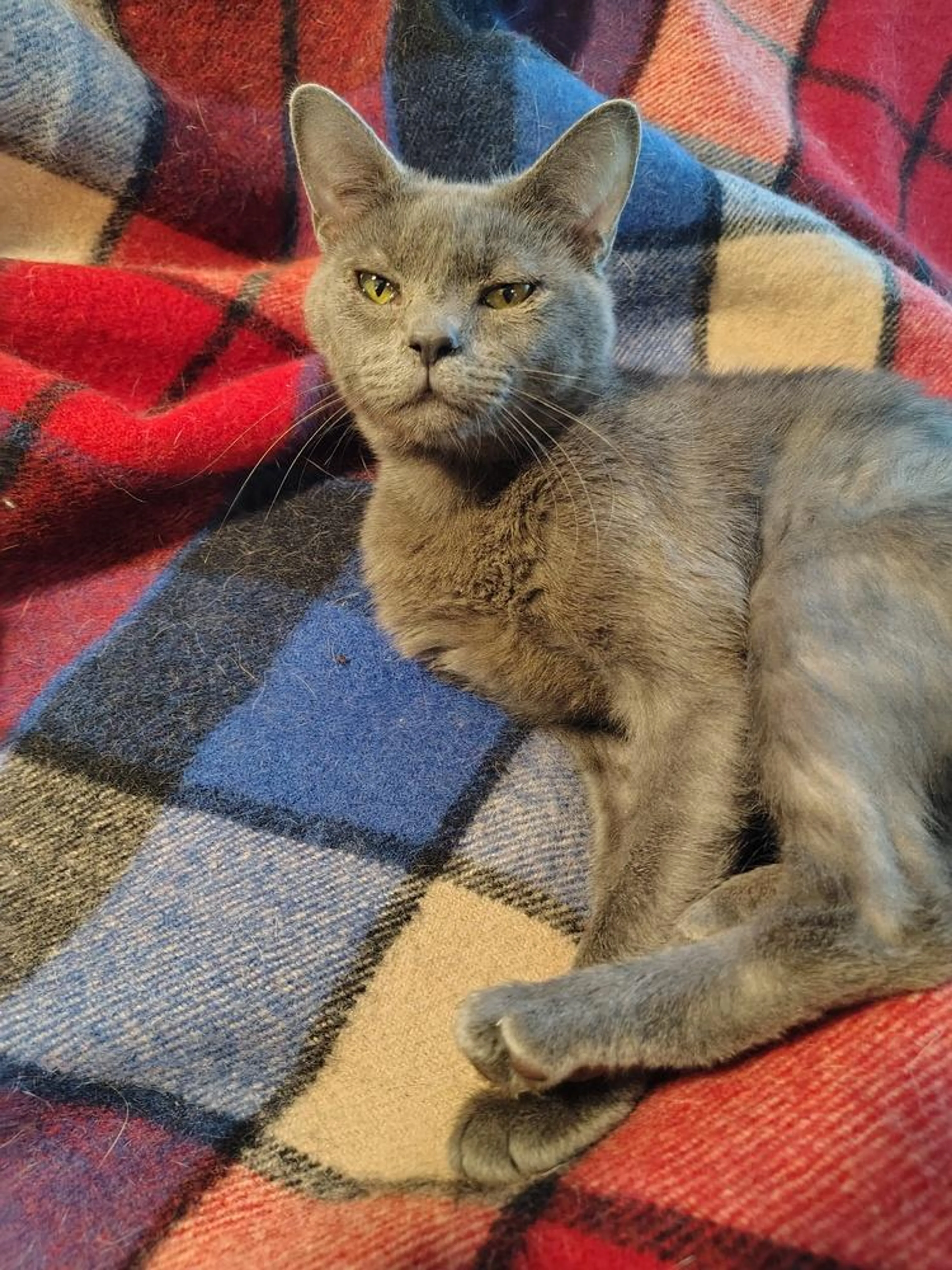 Found pet-2