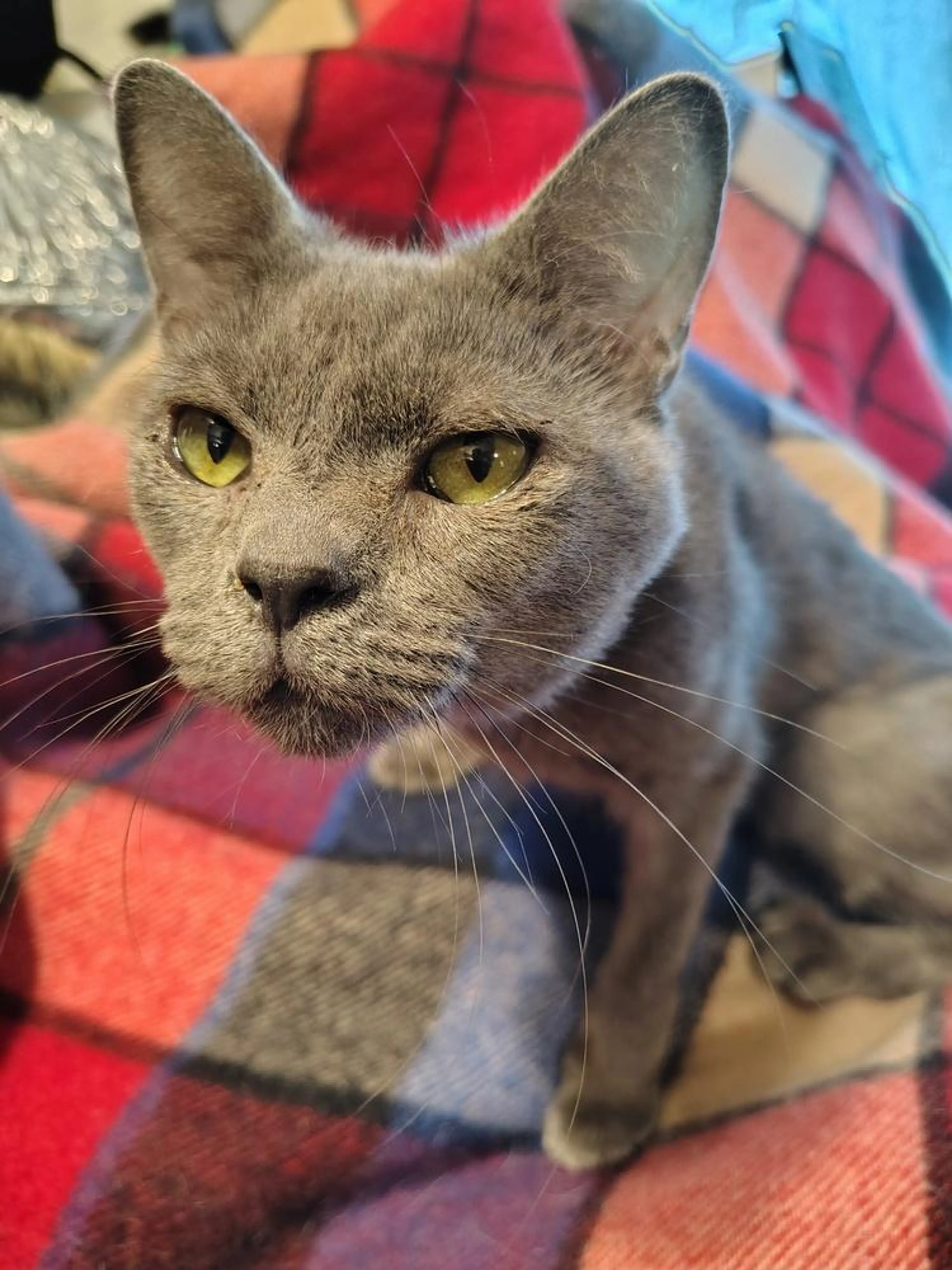 Found pet-1