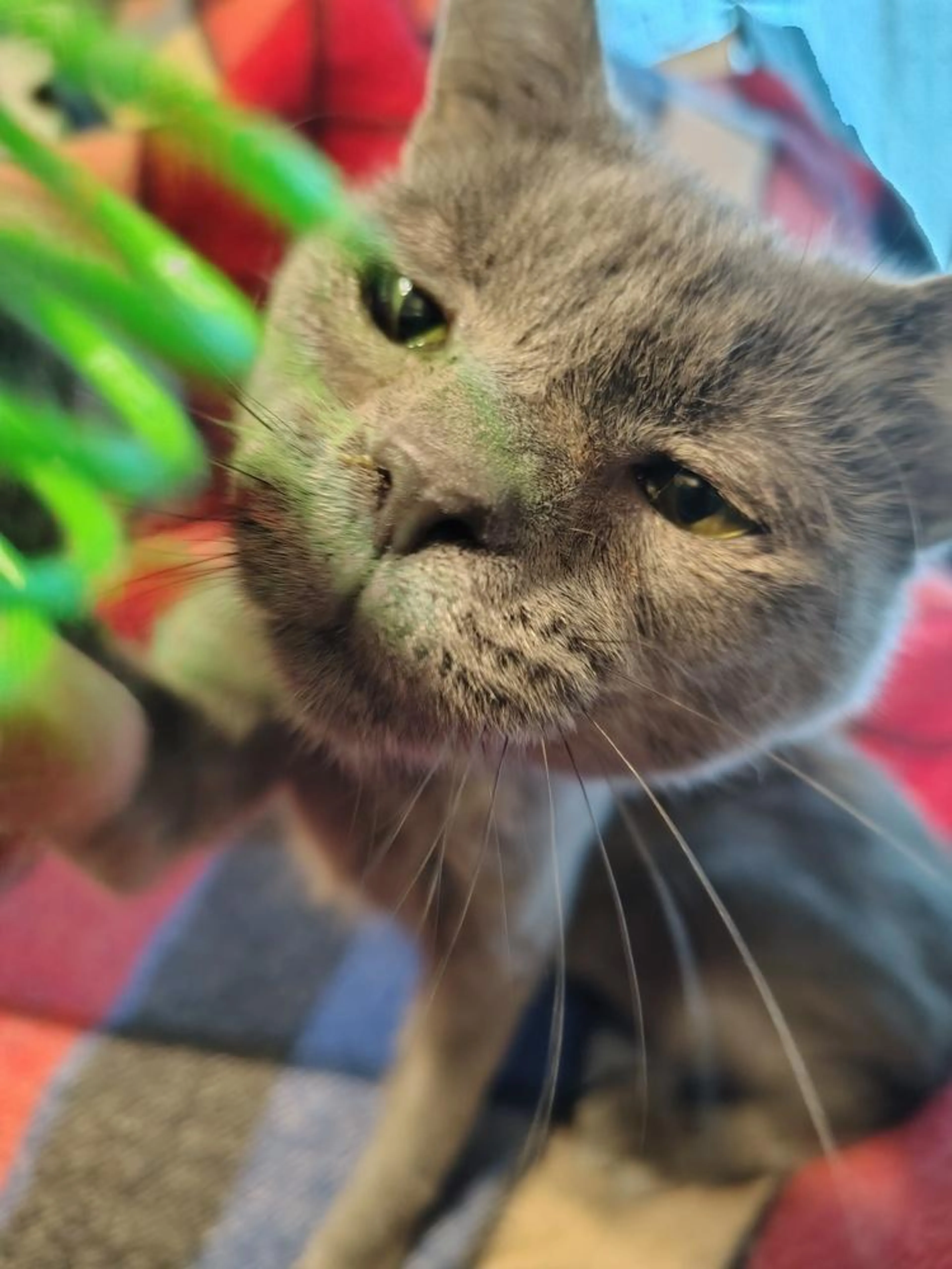 Found pet-0