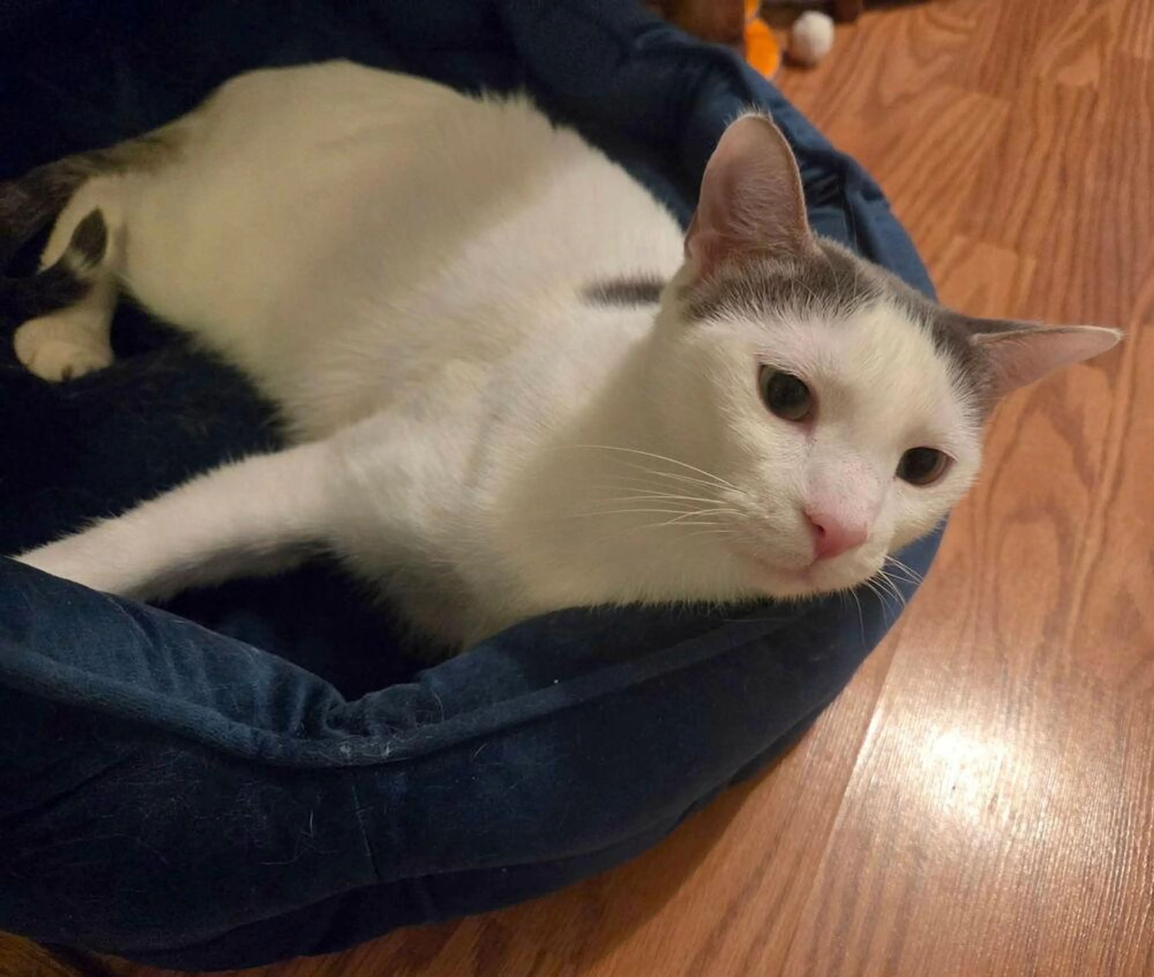 Found pet-0