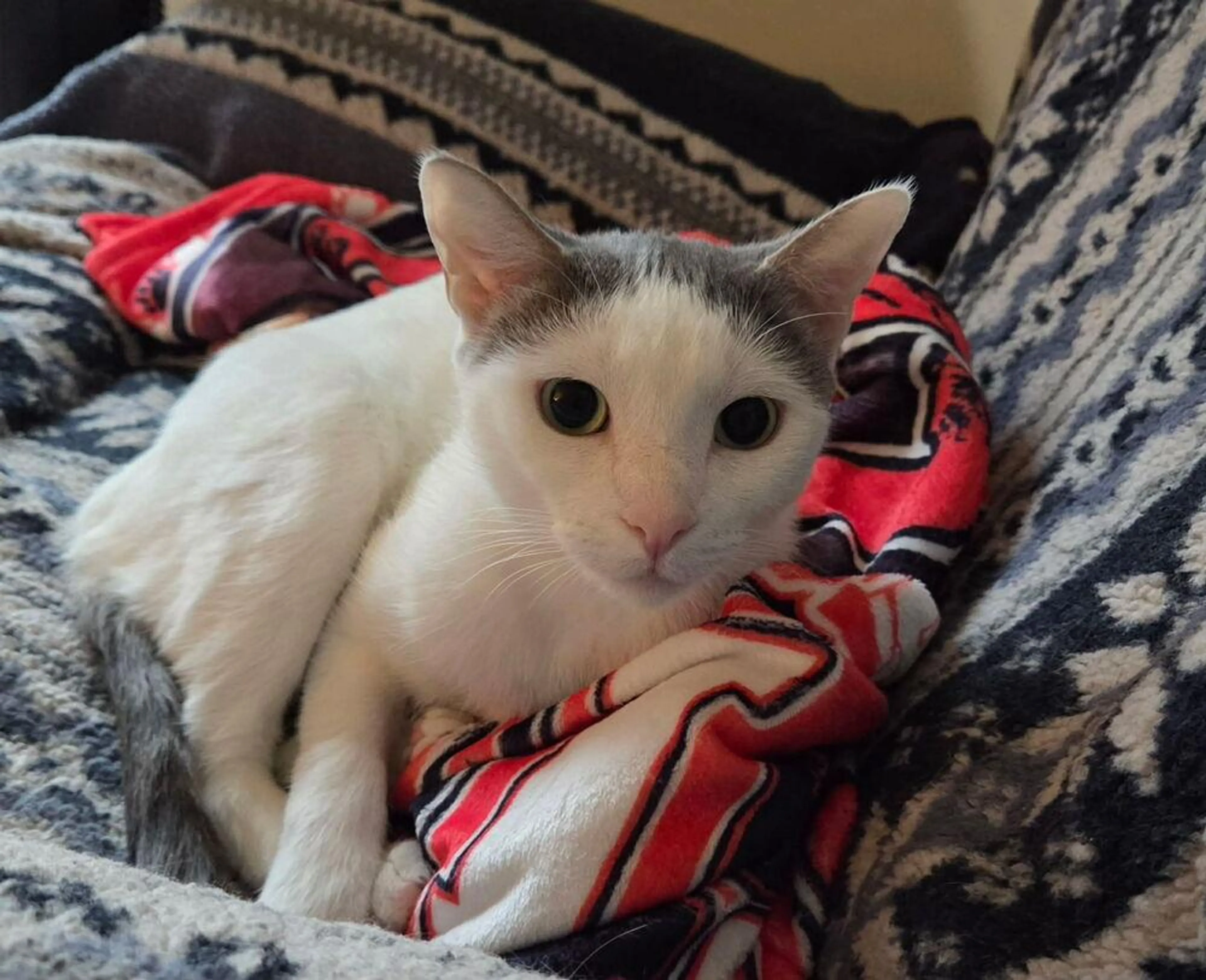 Found pet-1