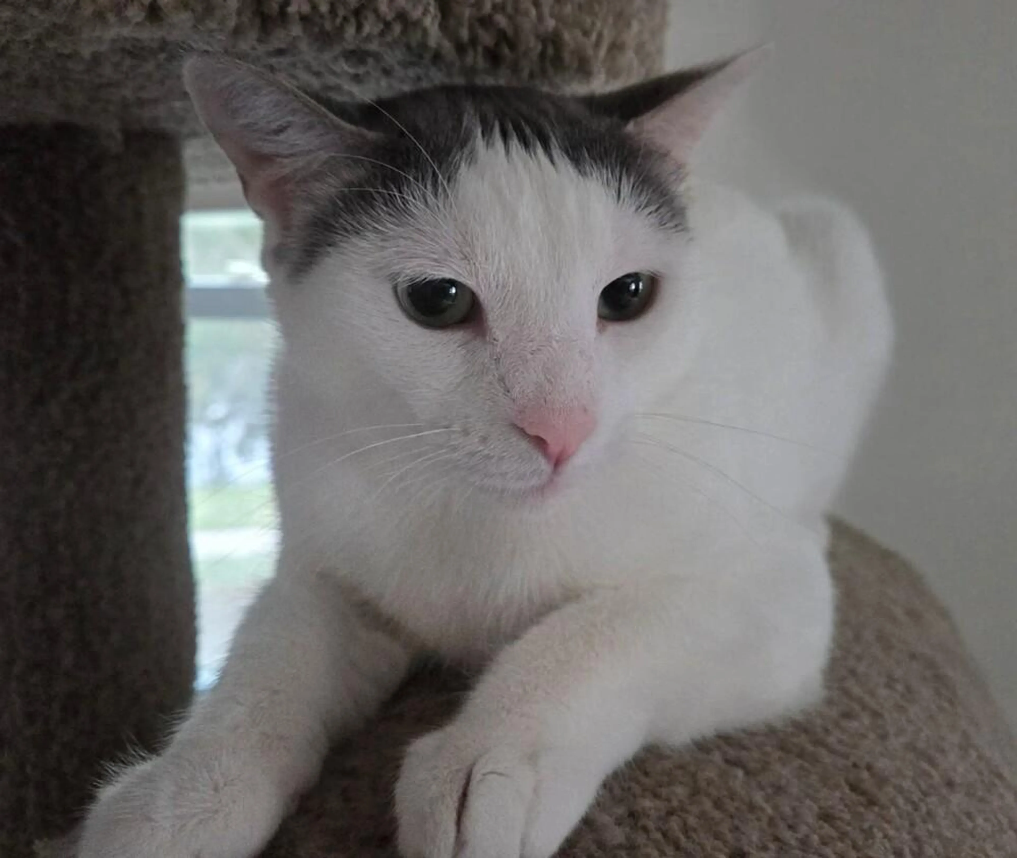 Found pet-2