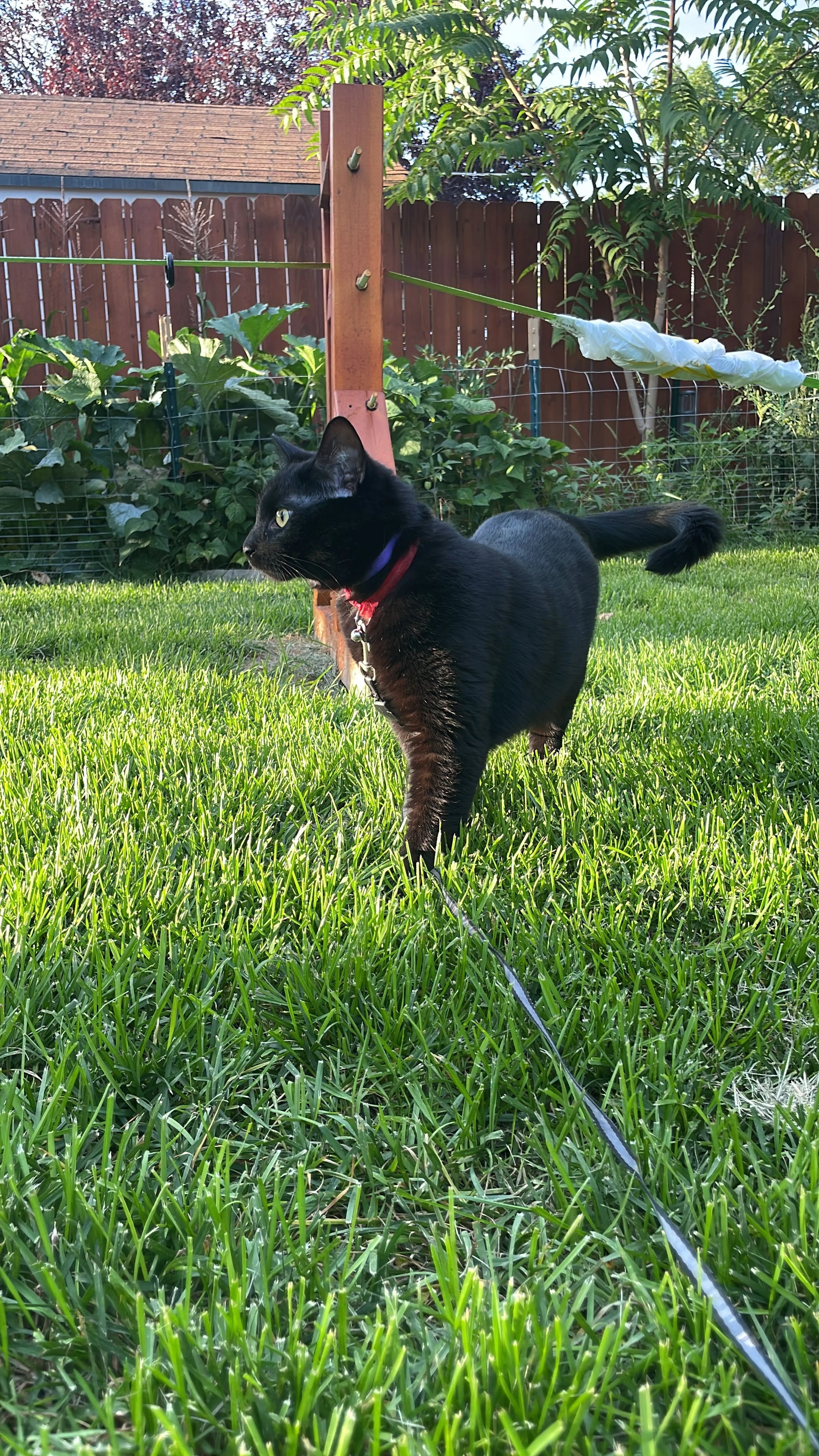 Lost pet