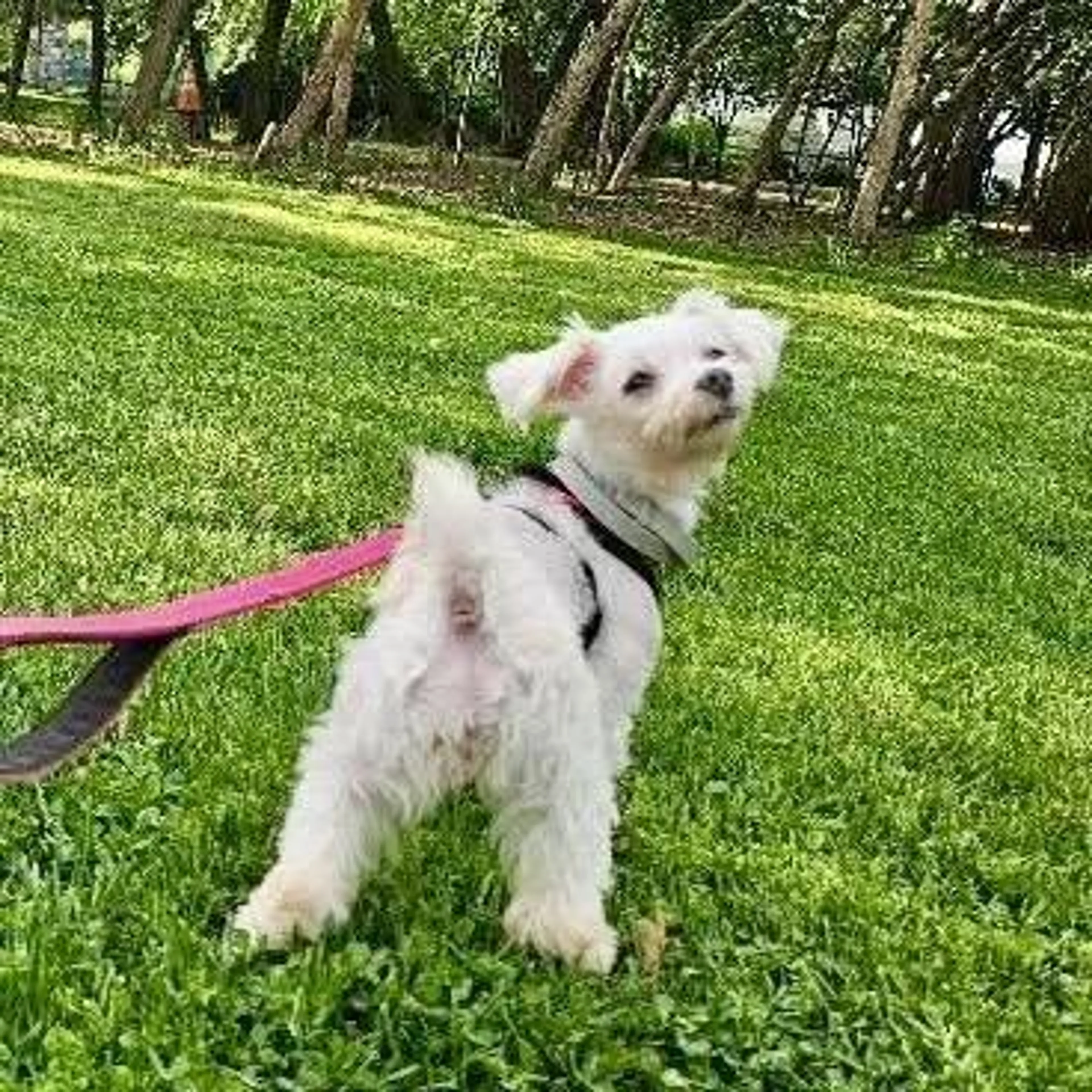 Found pet-3