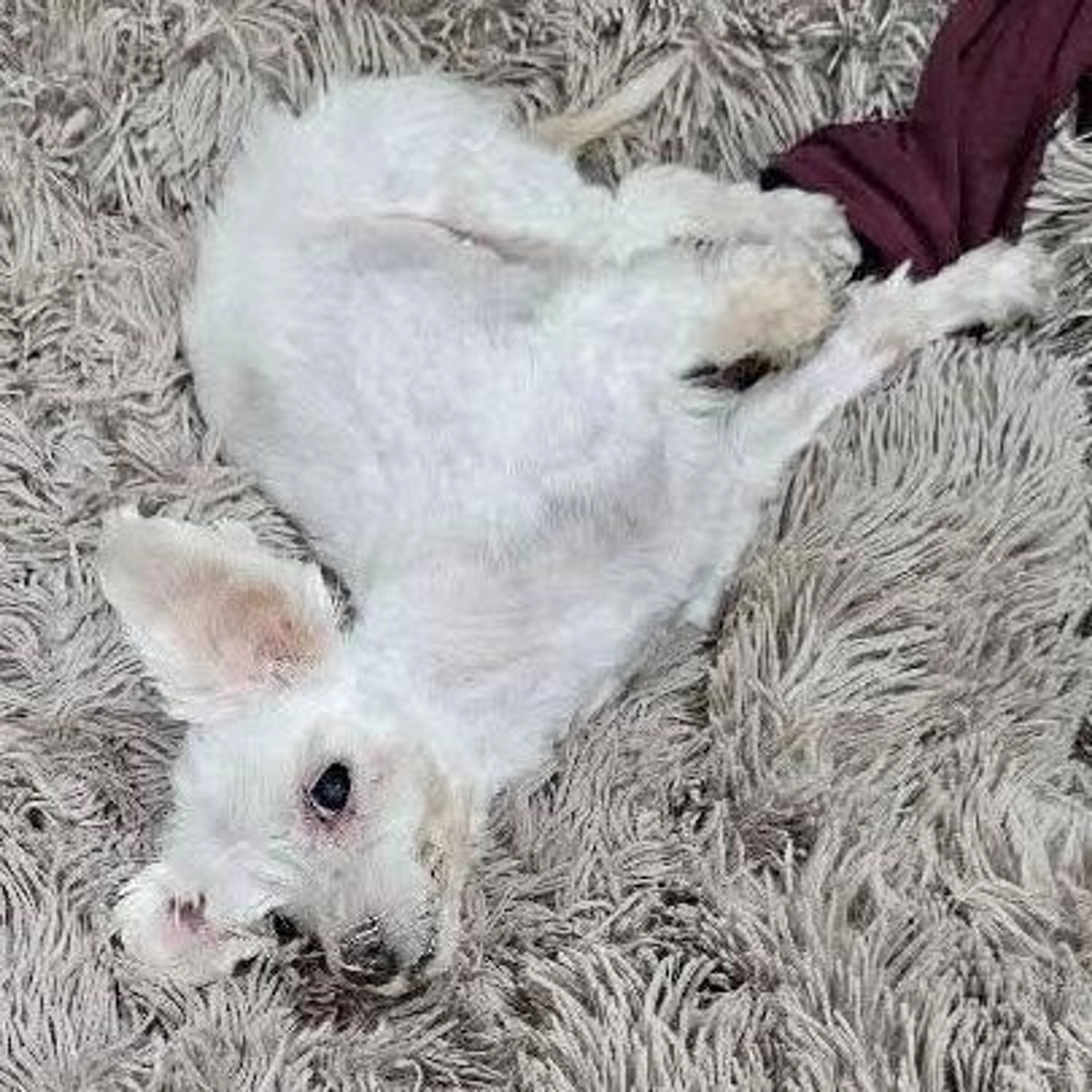 Found pet-0