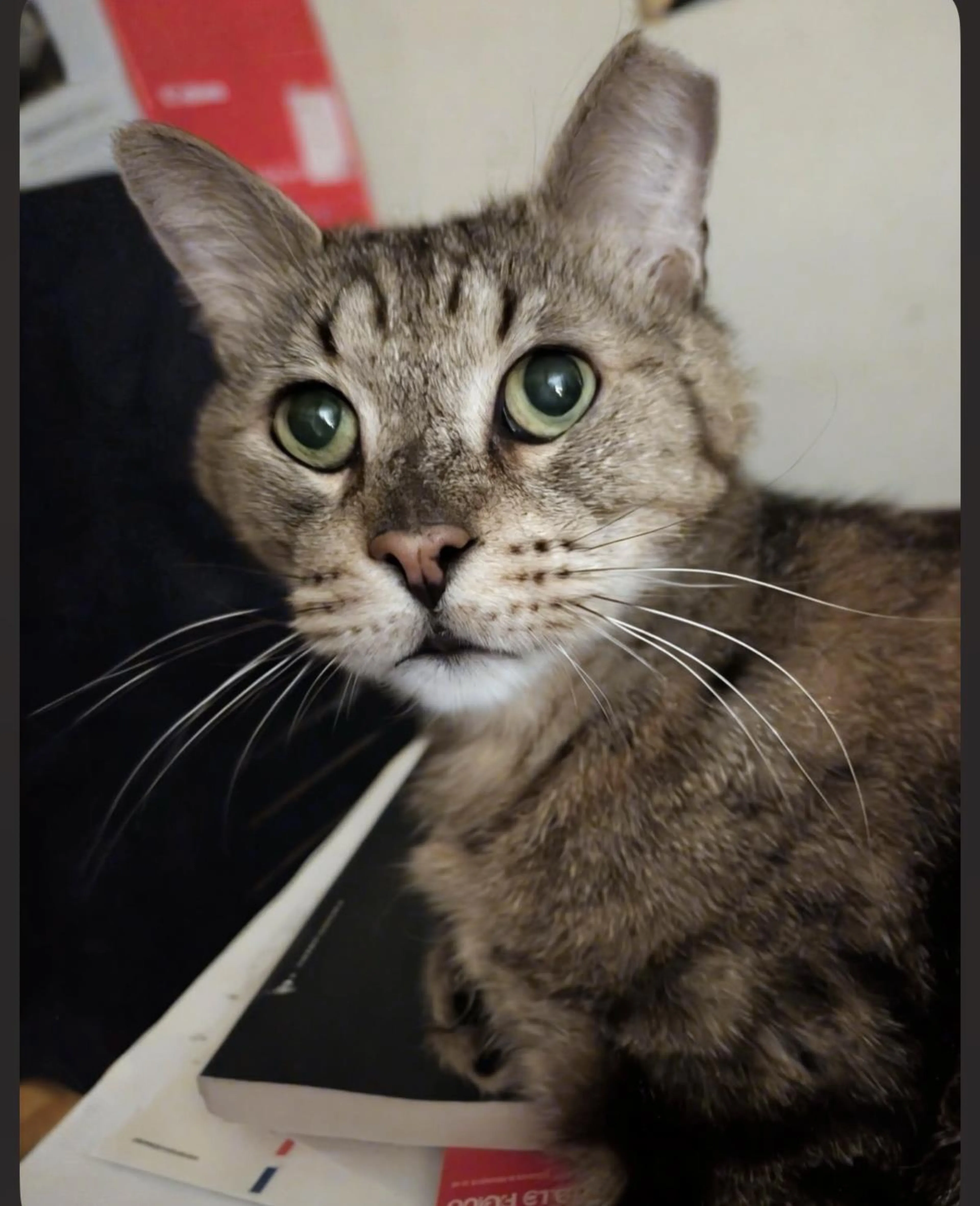 Found pet-1