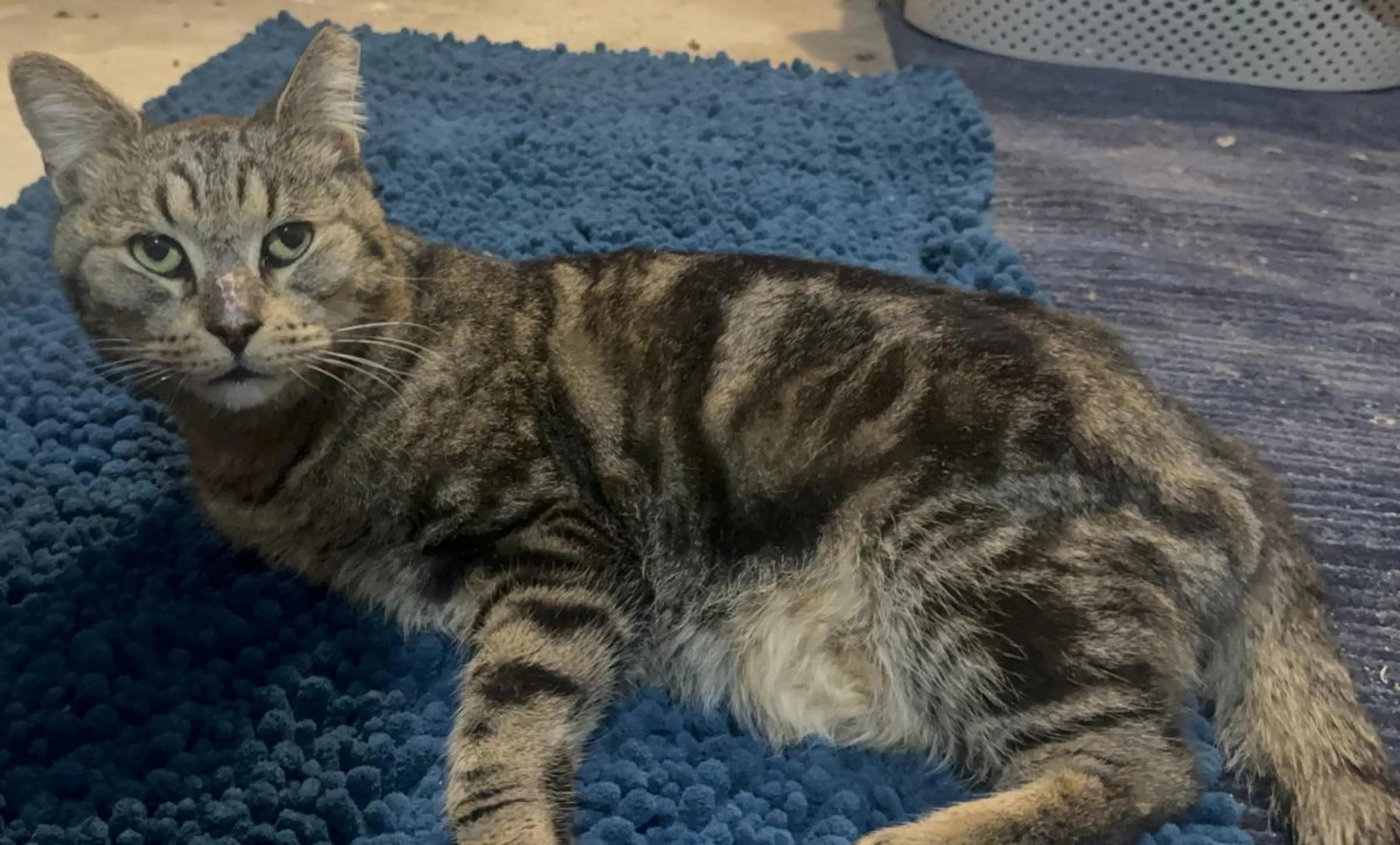 Found pet-2