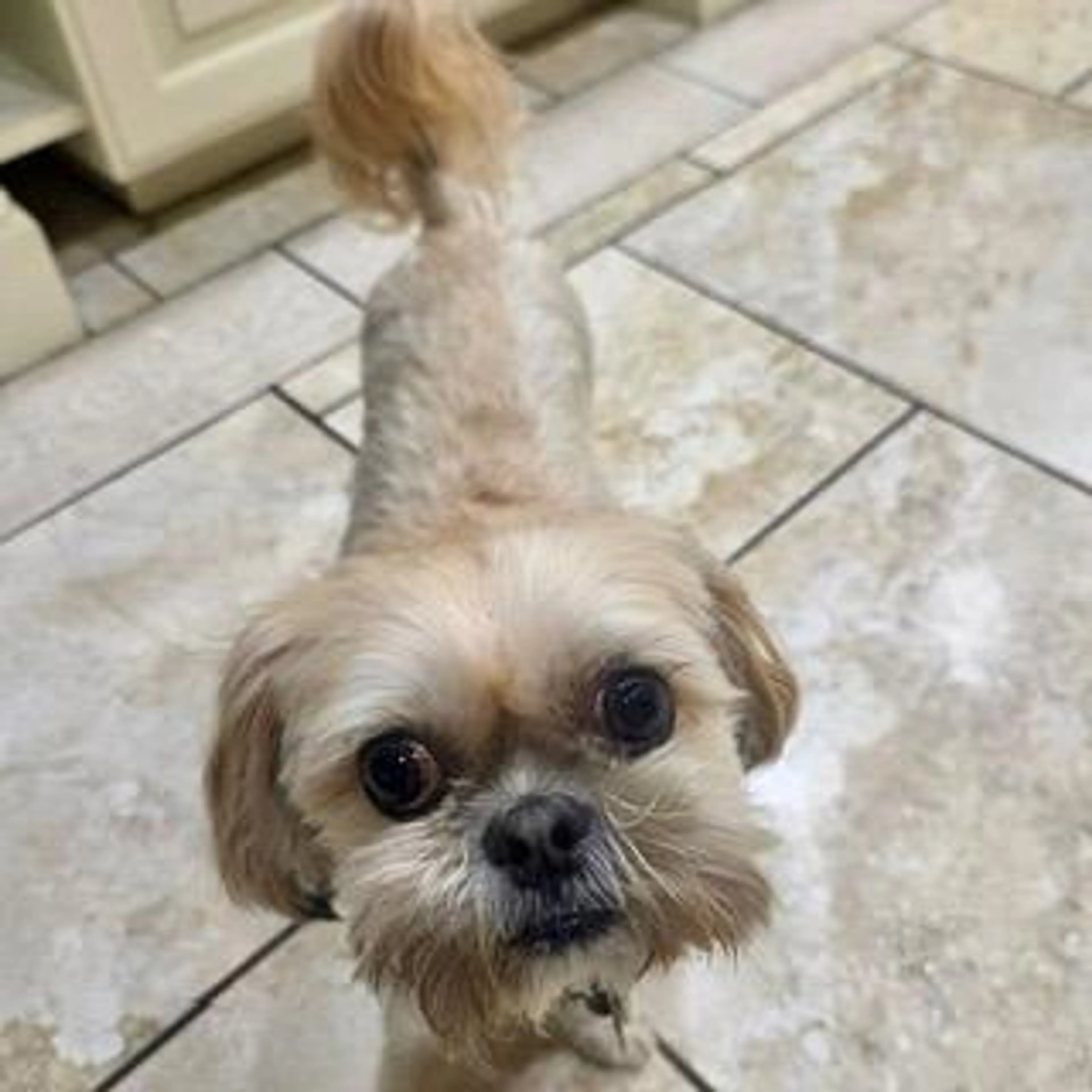 Found pet-2
