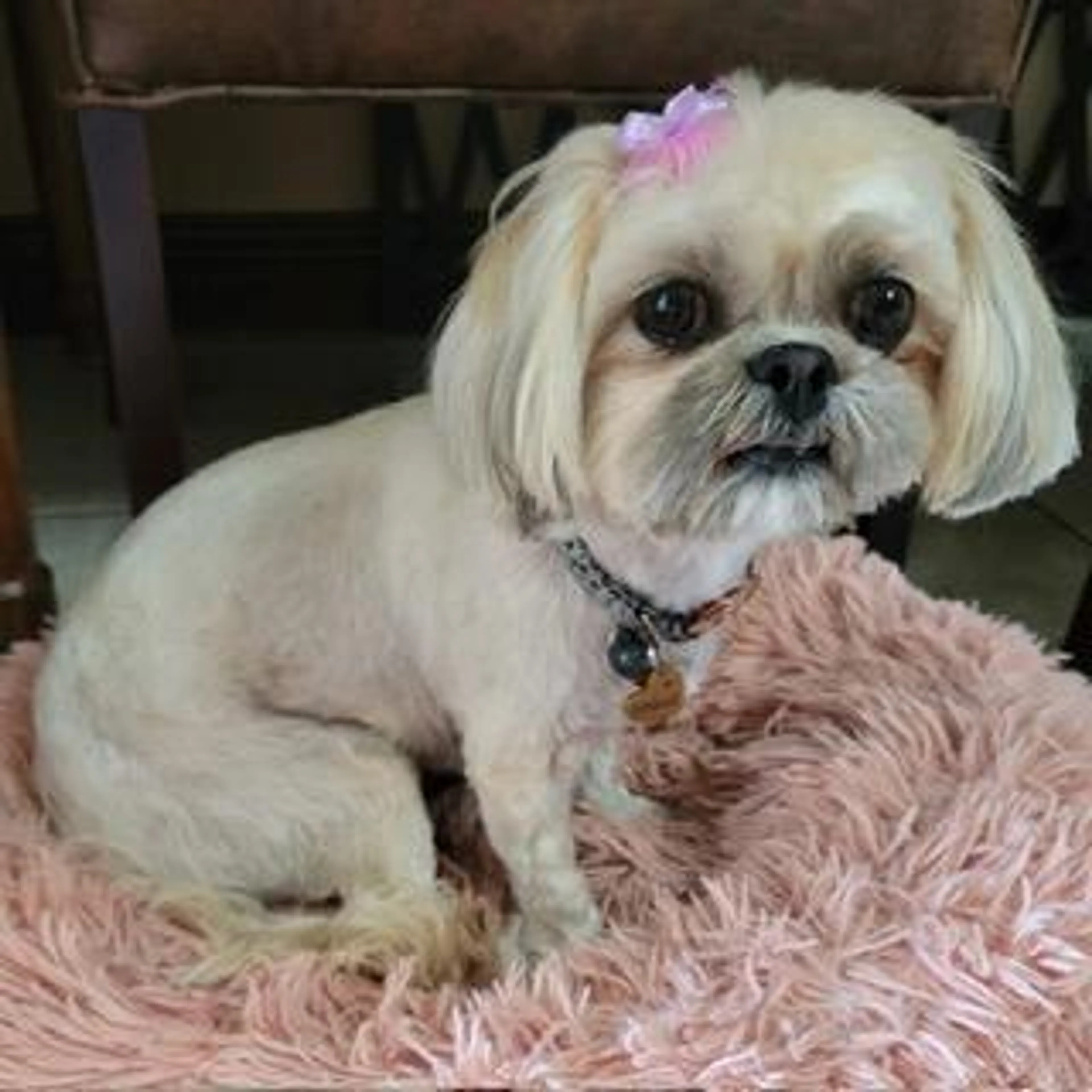 Found pet-1
