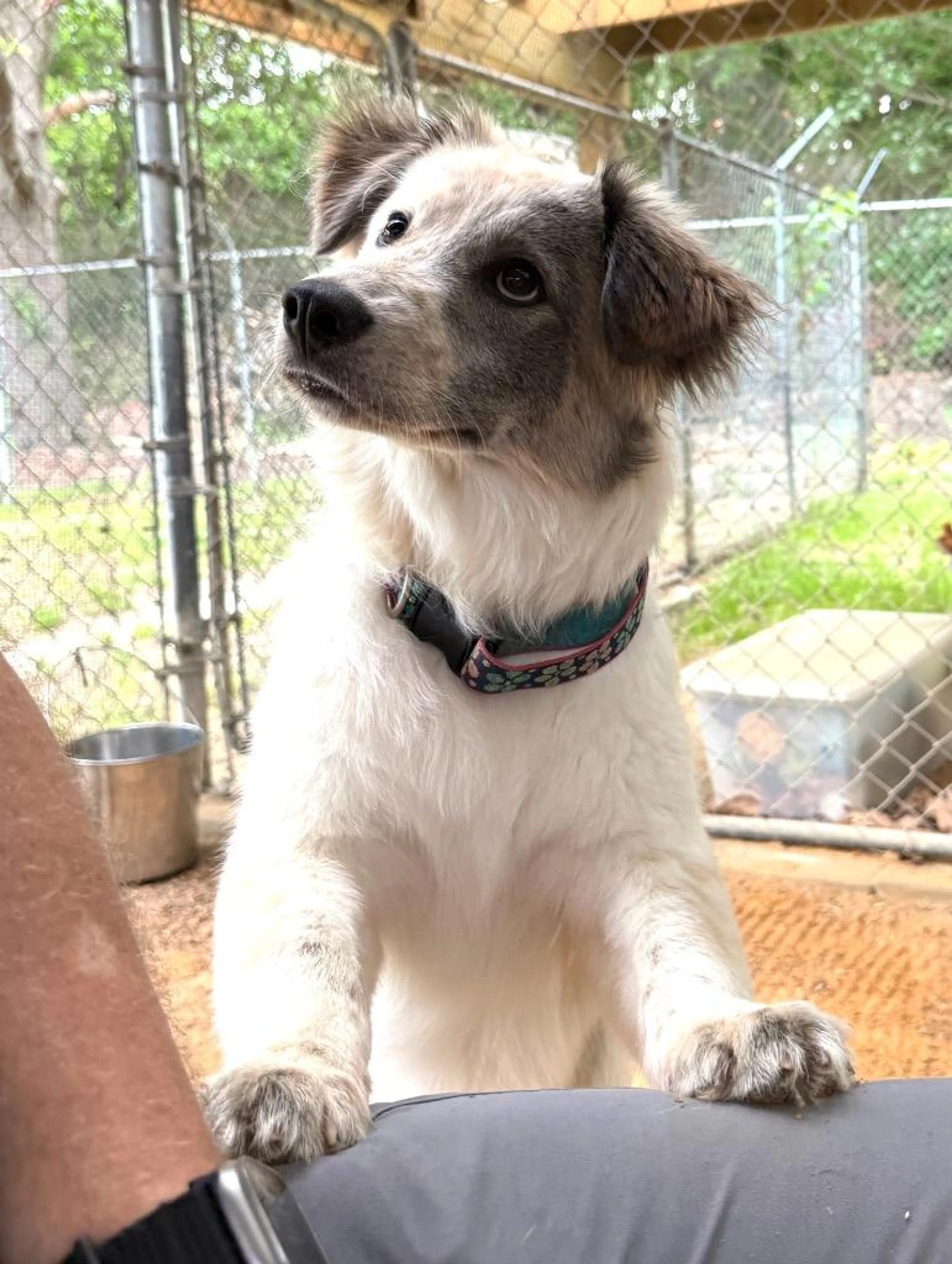 Found pet-1