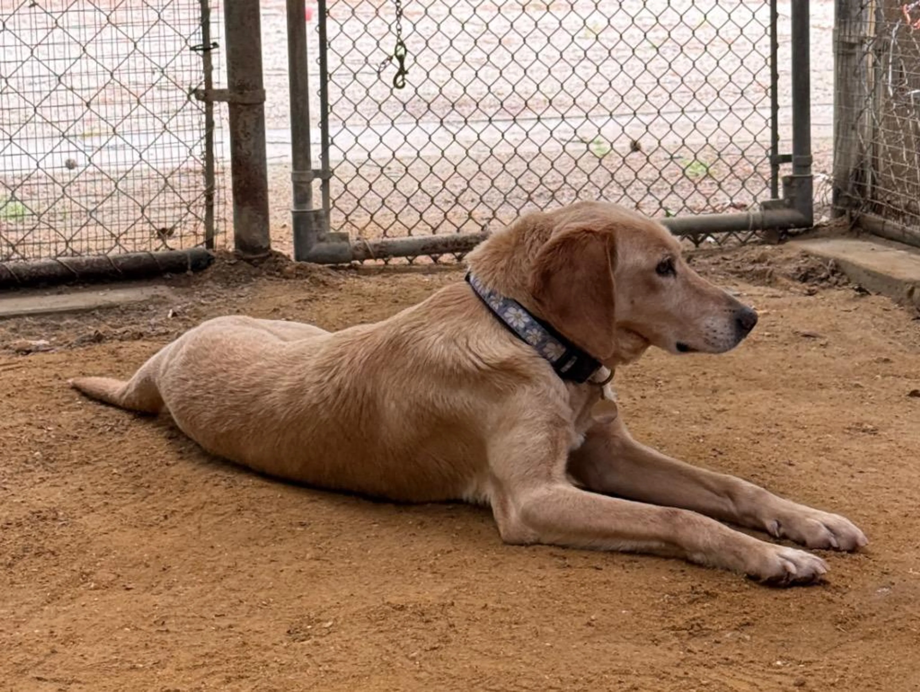 Found pet-2