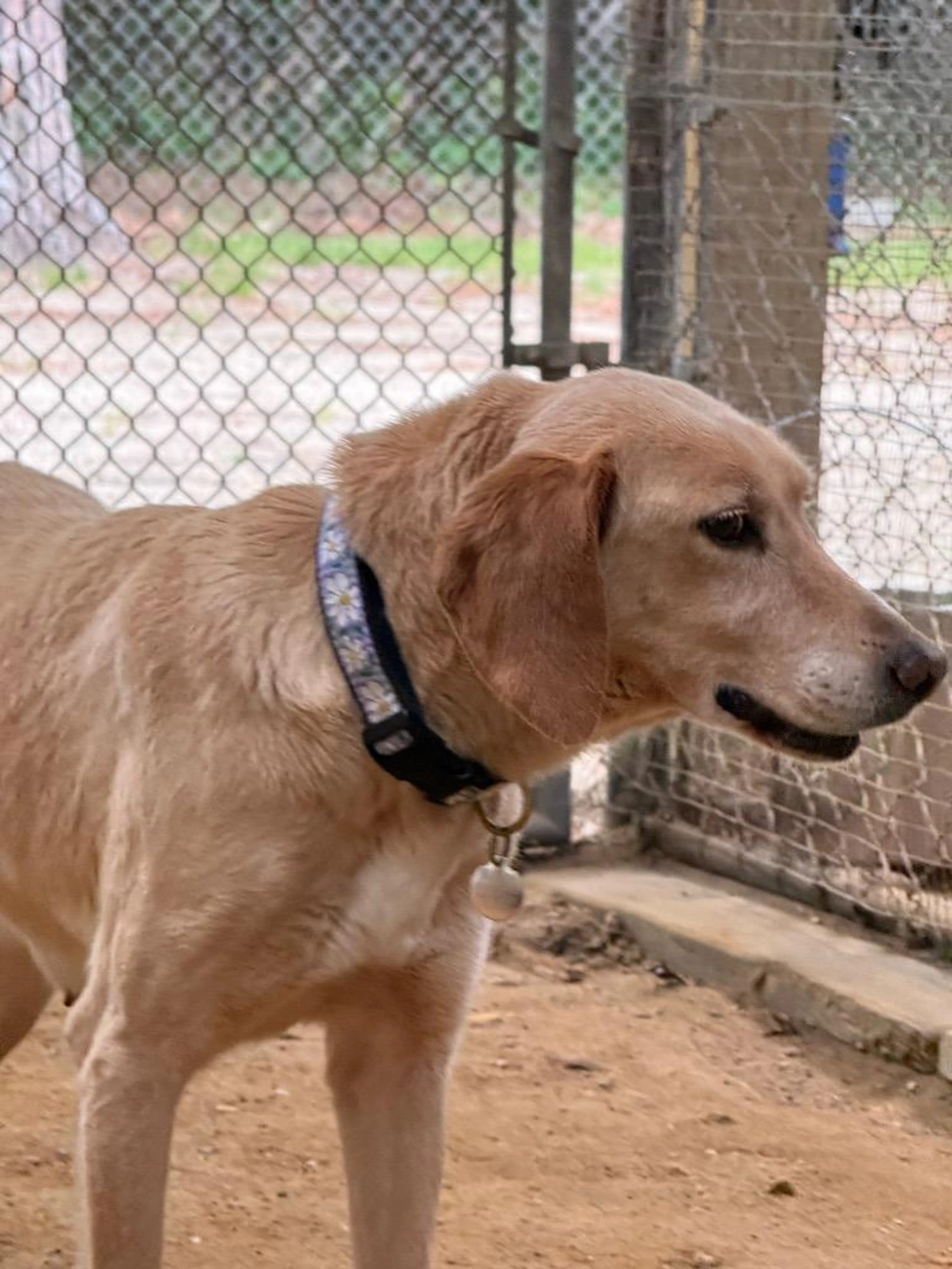 Found pet-1
