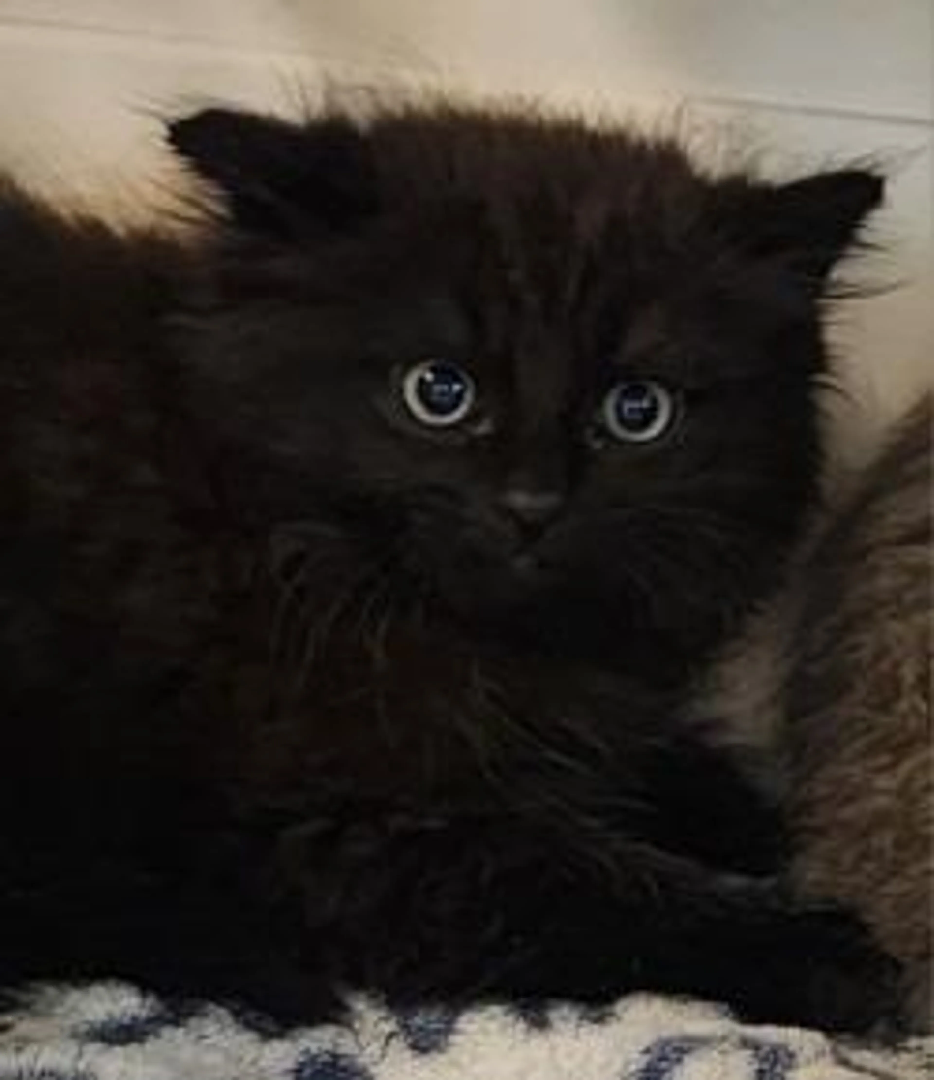 Found pet