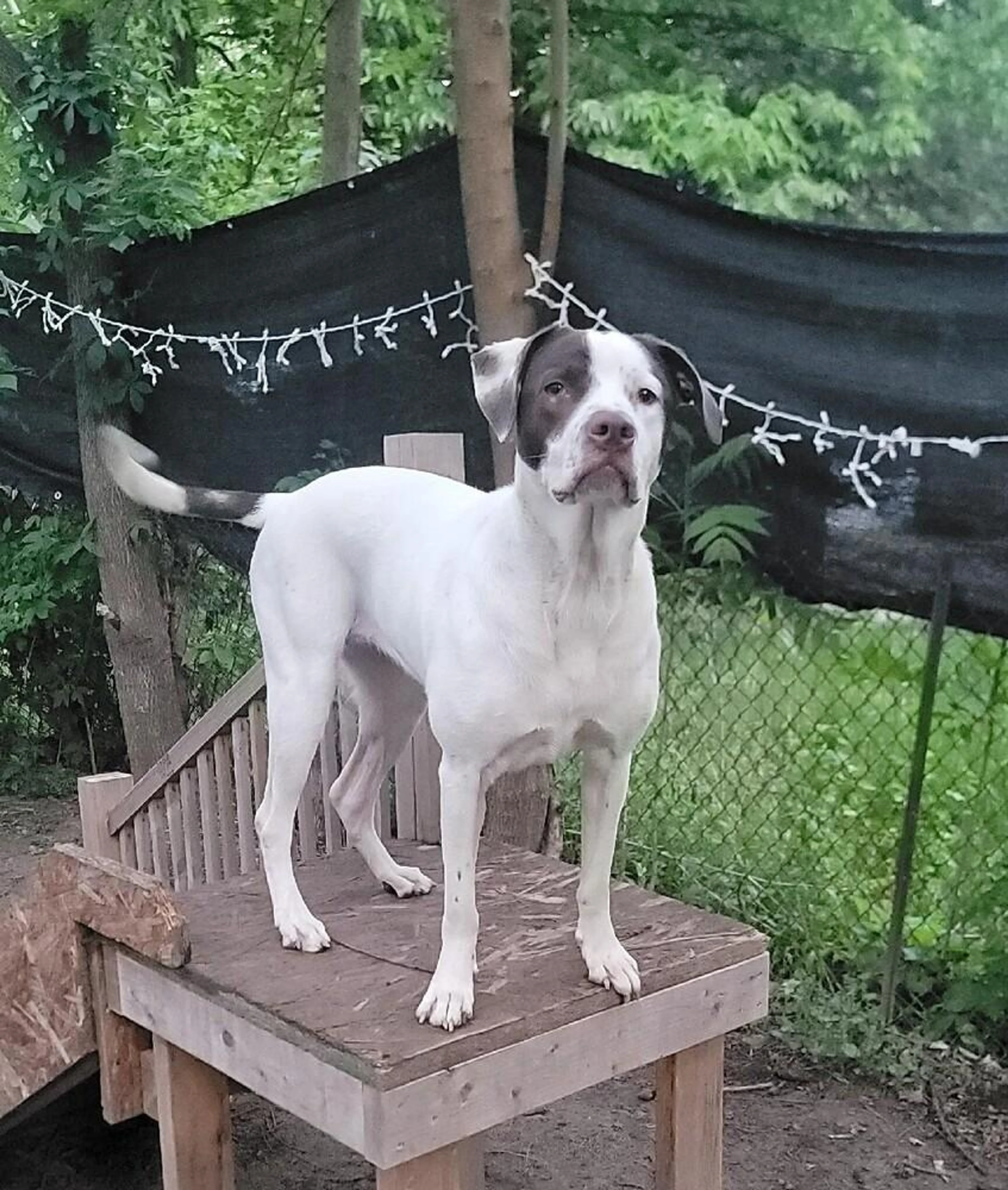Found pet-4