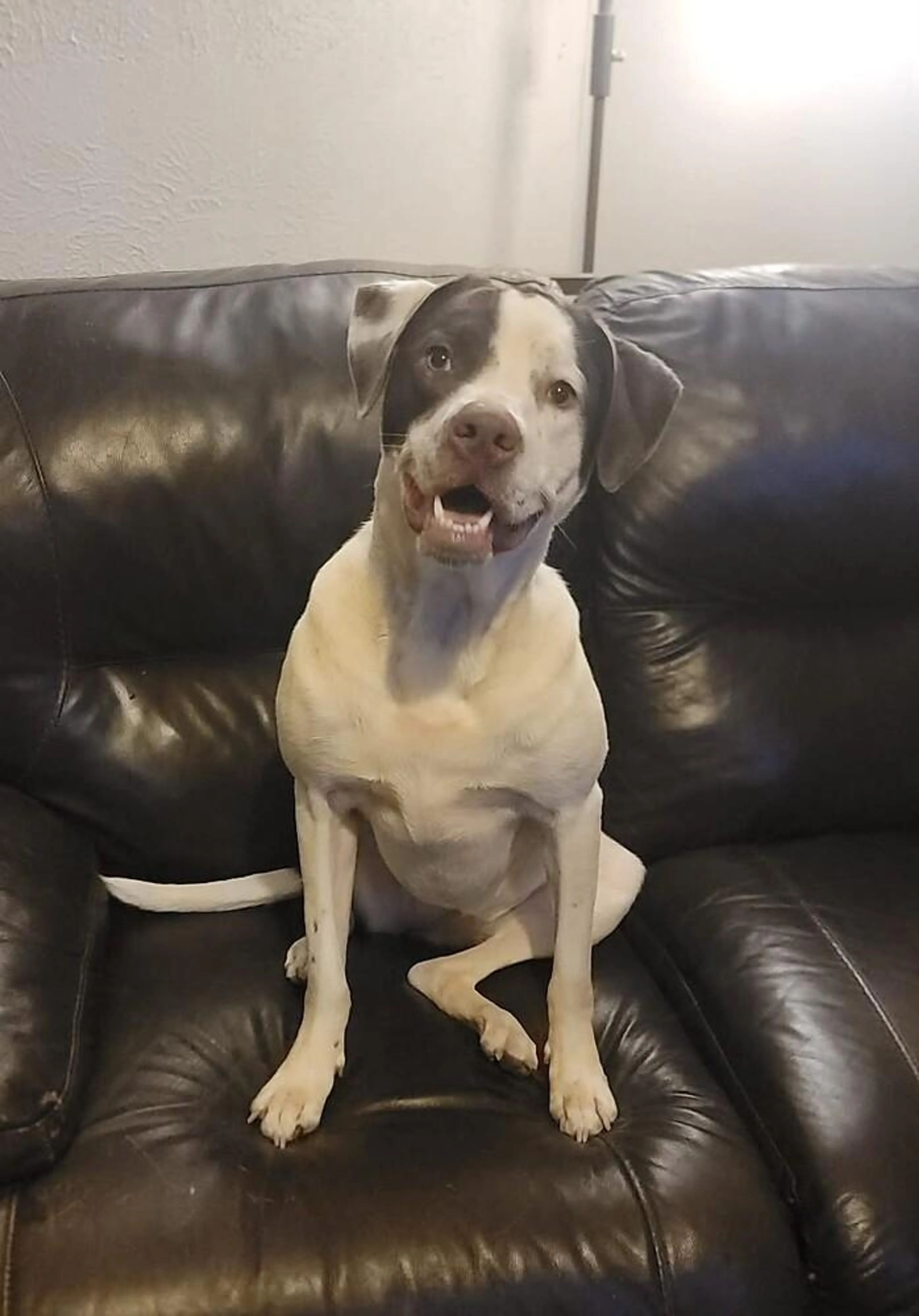 Found pet-2