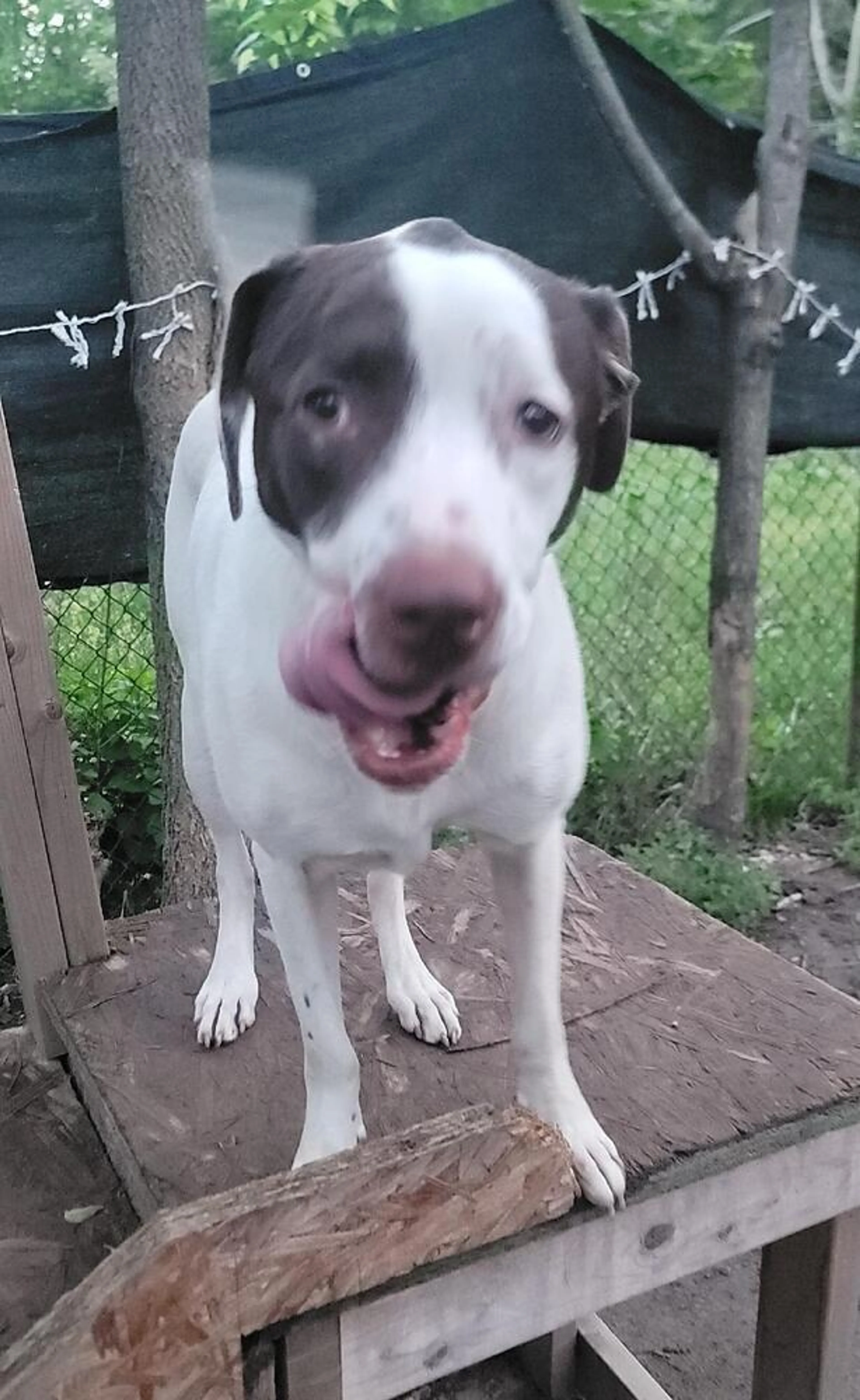 Found pet-5