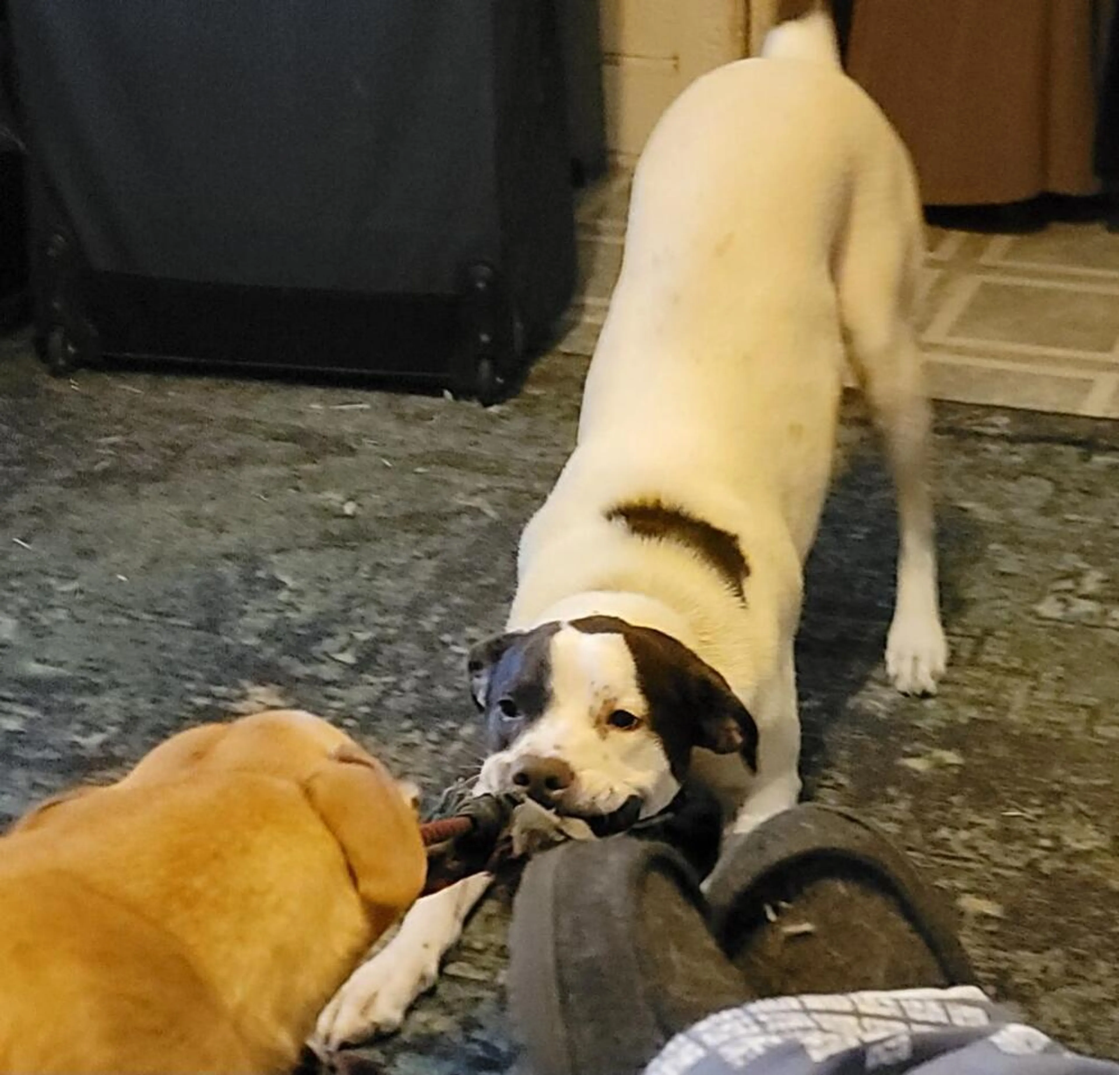 Found pet-1