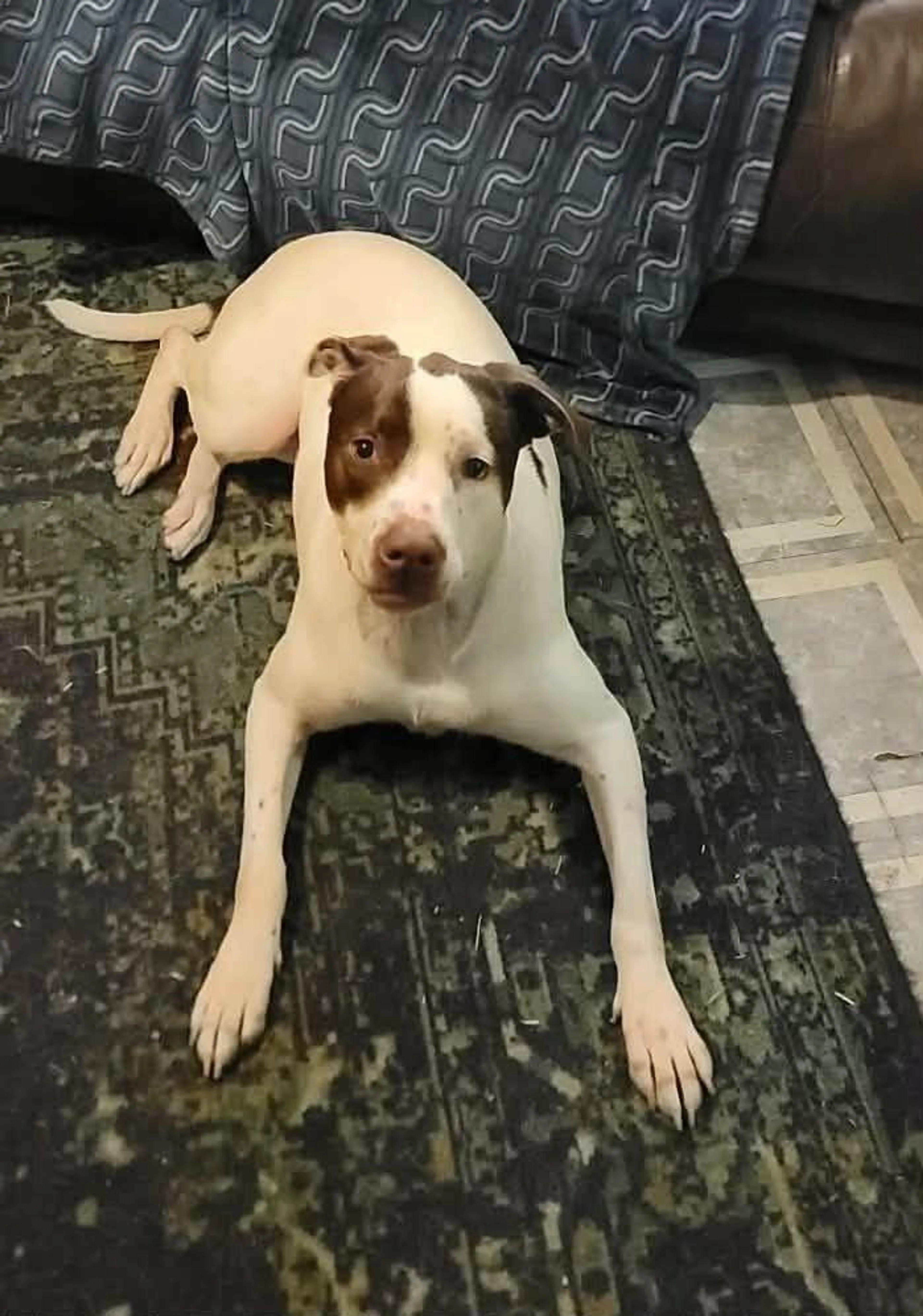 Found pet-3