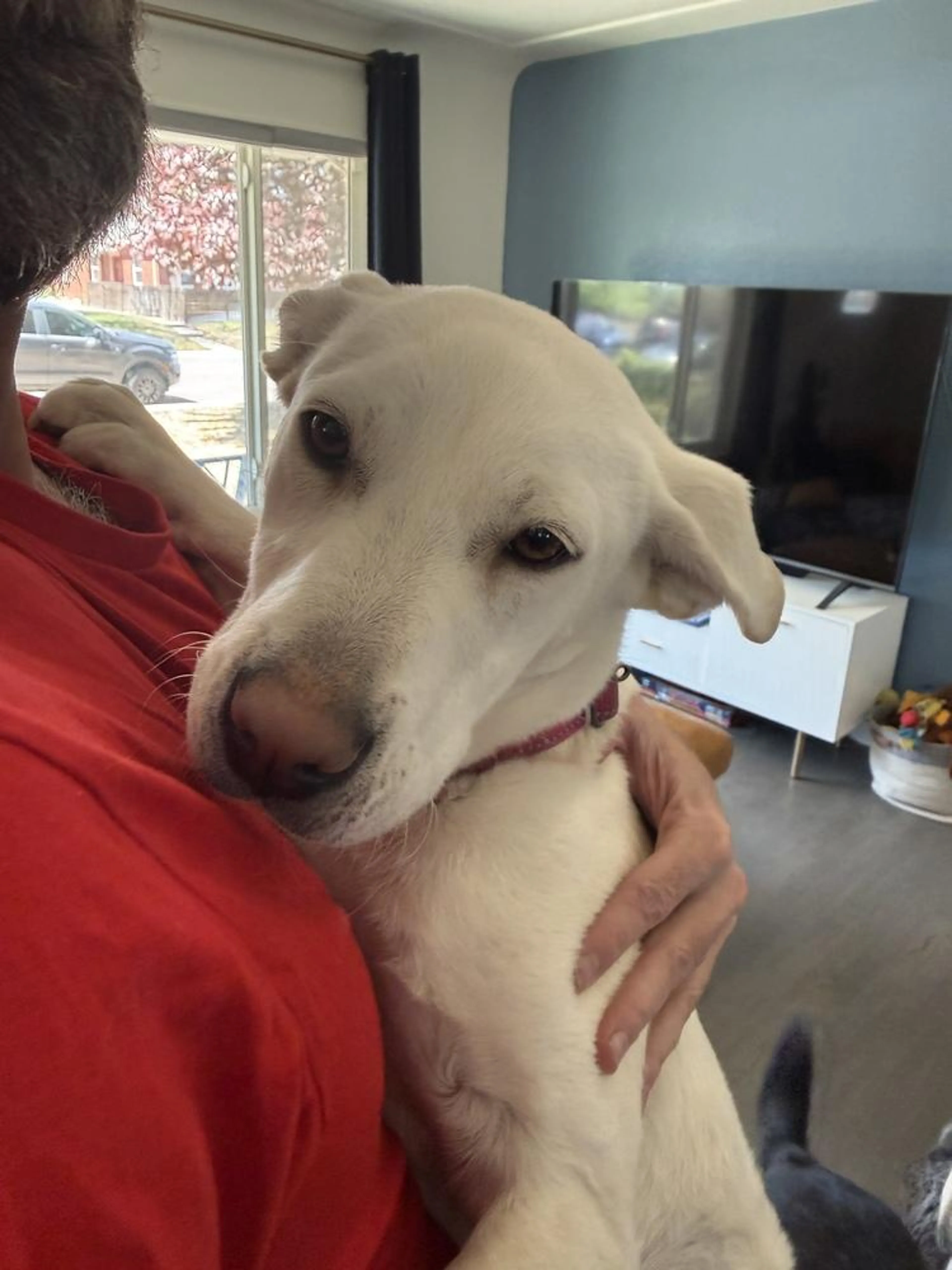Found pet-3