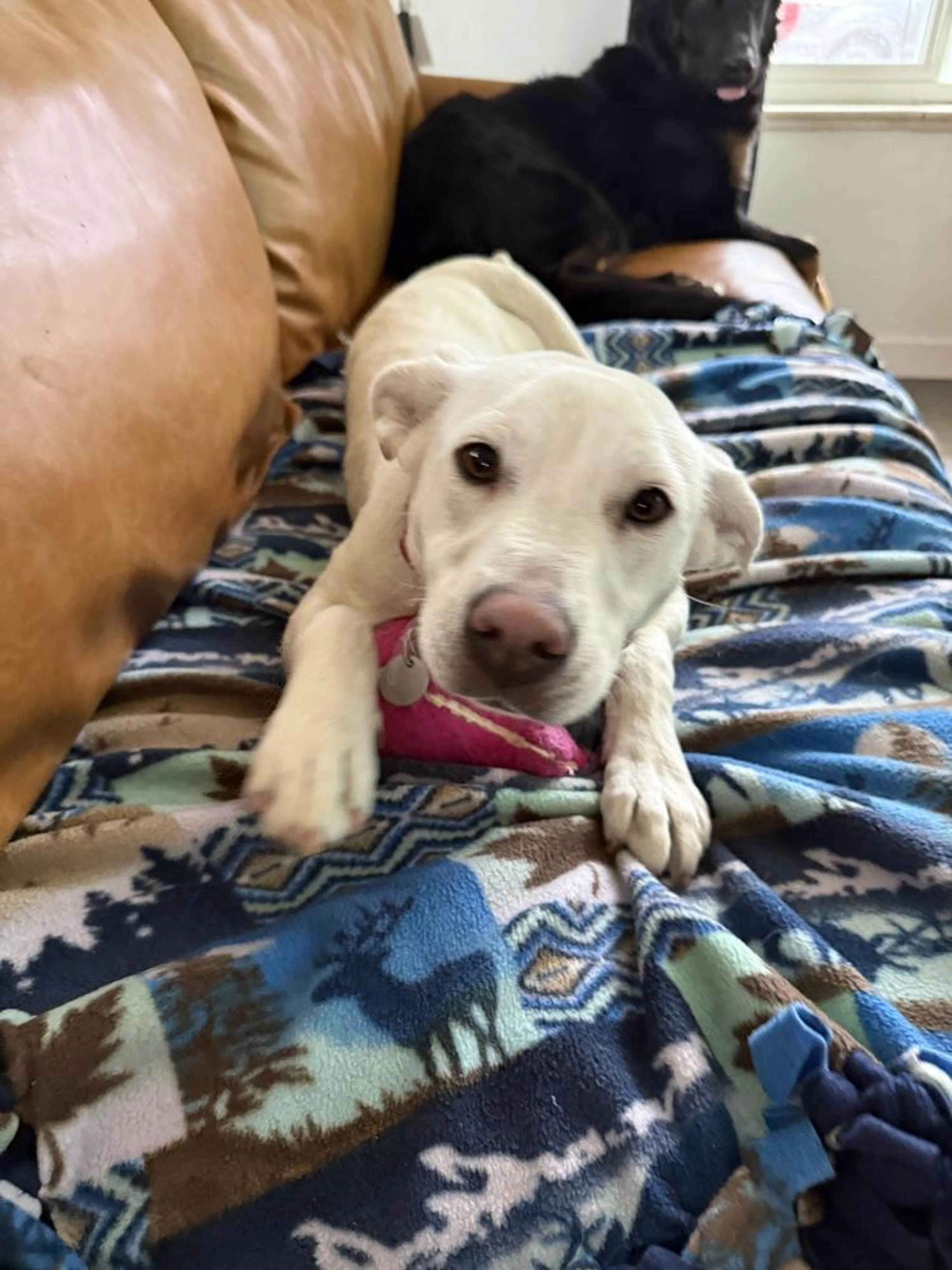 Found pet-2