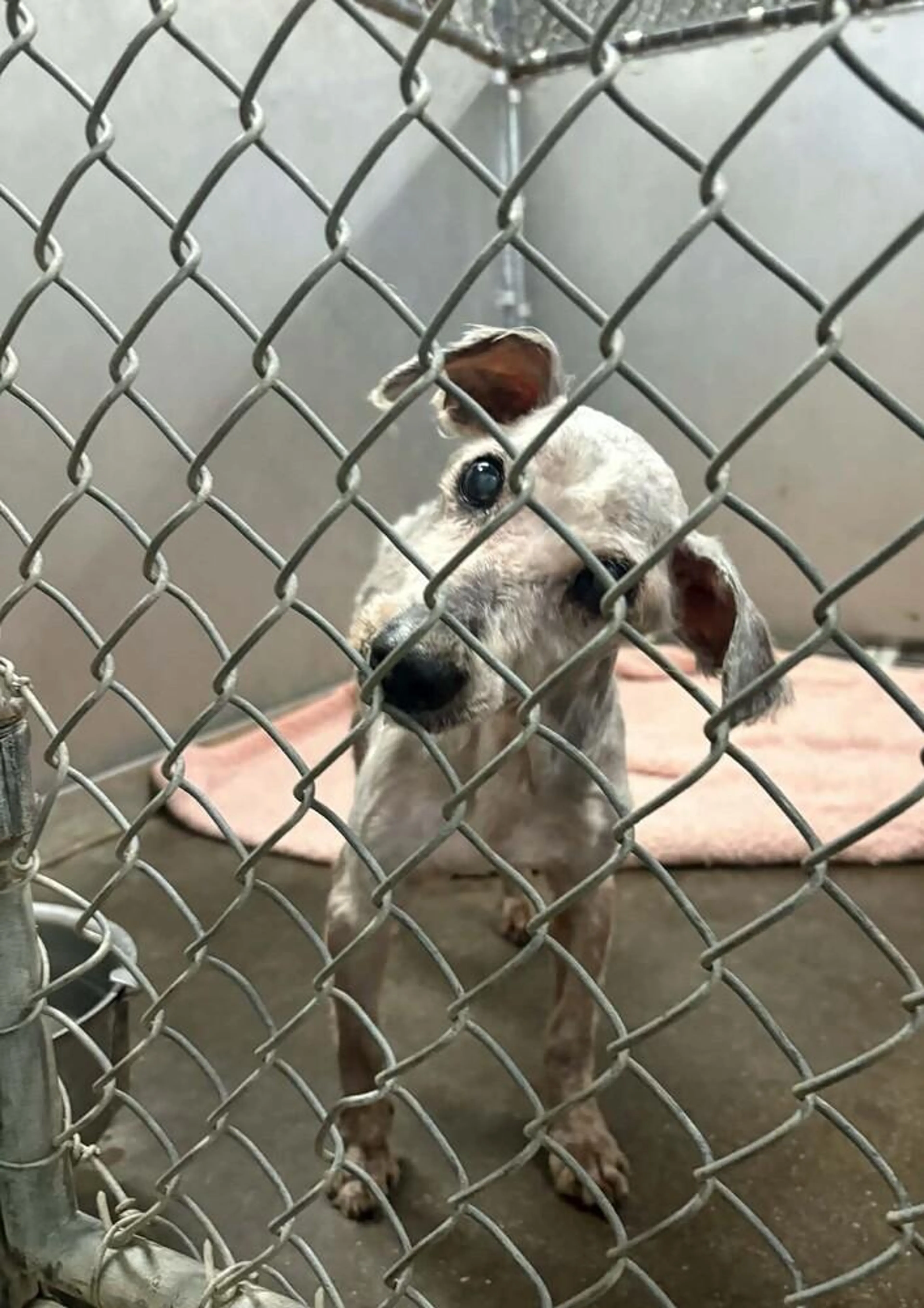 Found pet-5