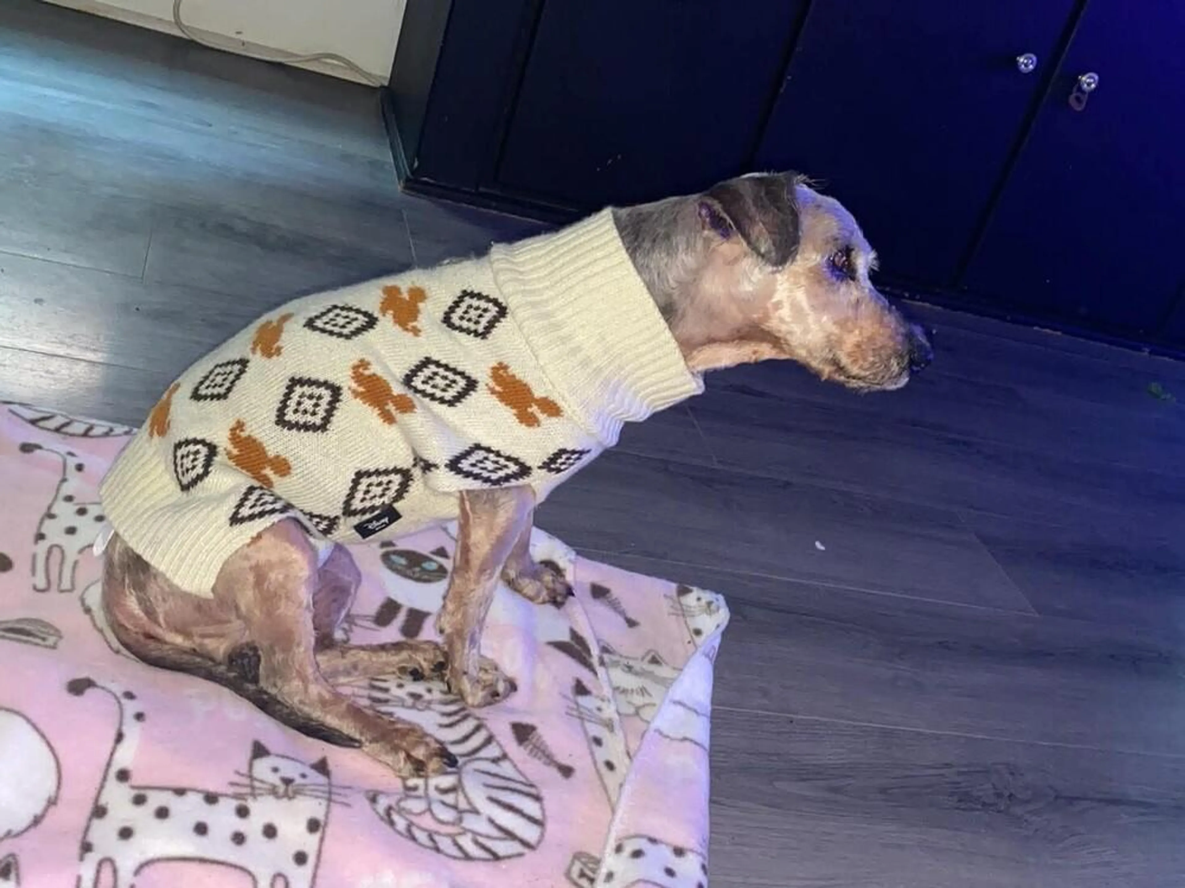 Found pet-4