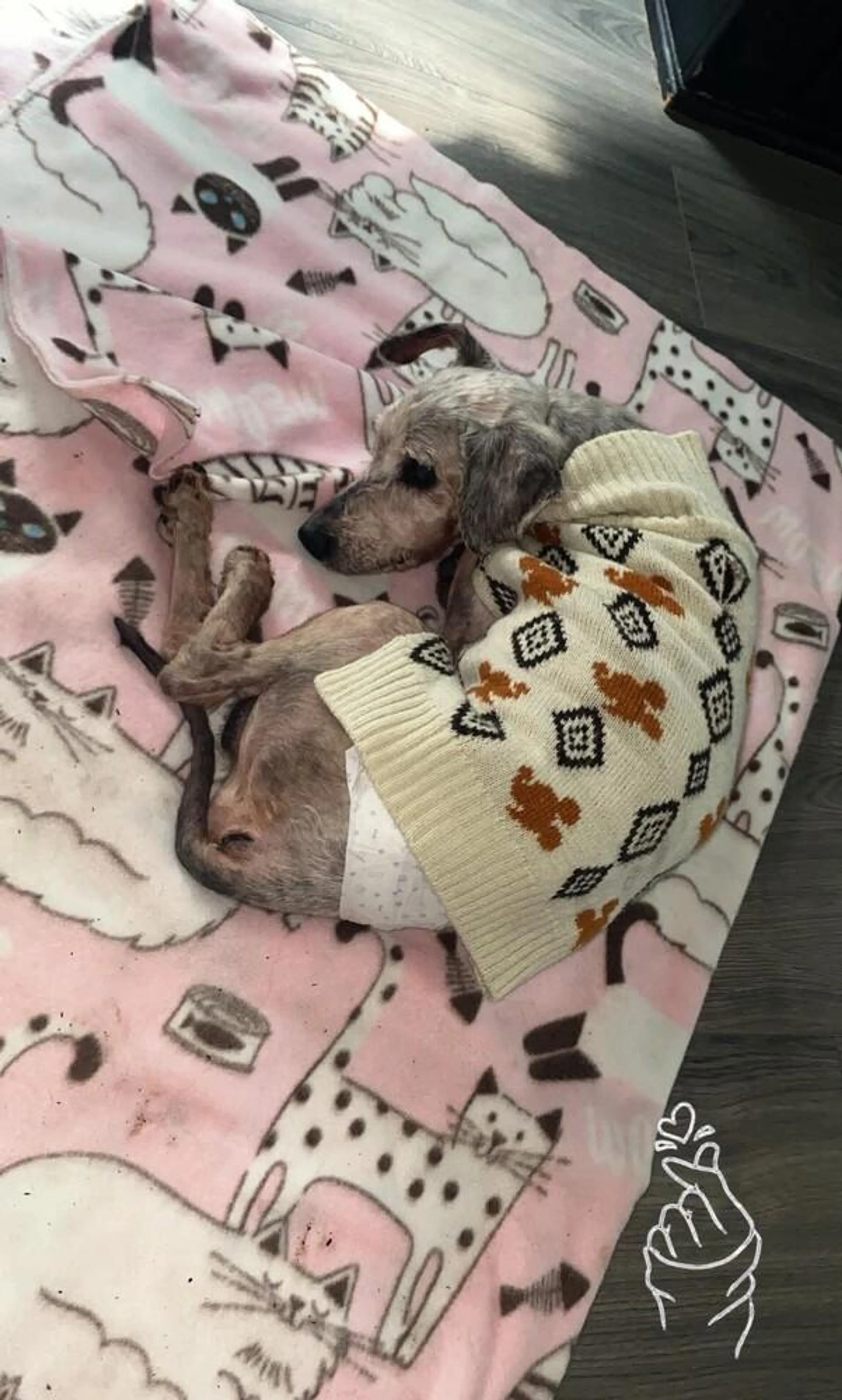 Found pet-2