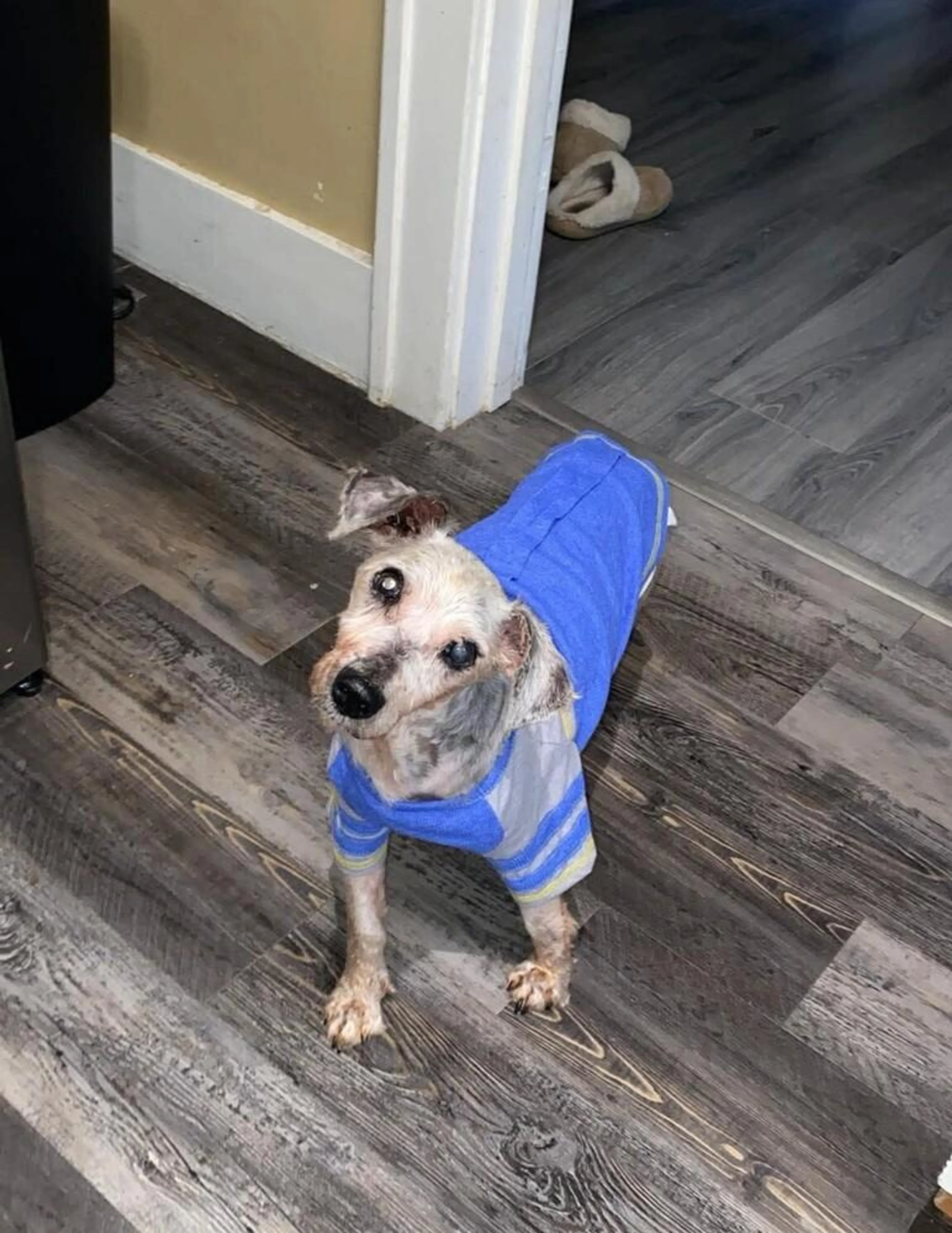 Found pet-1