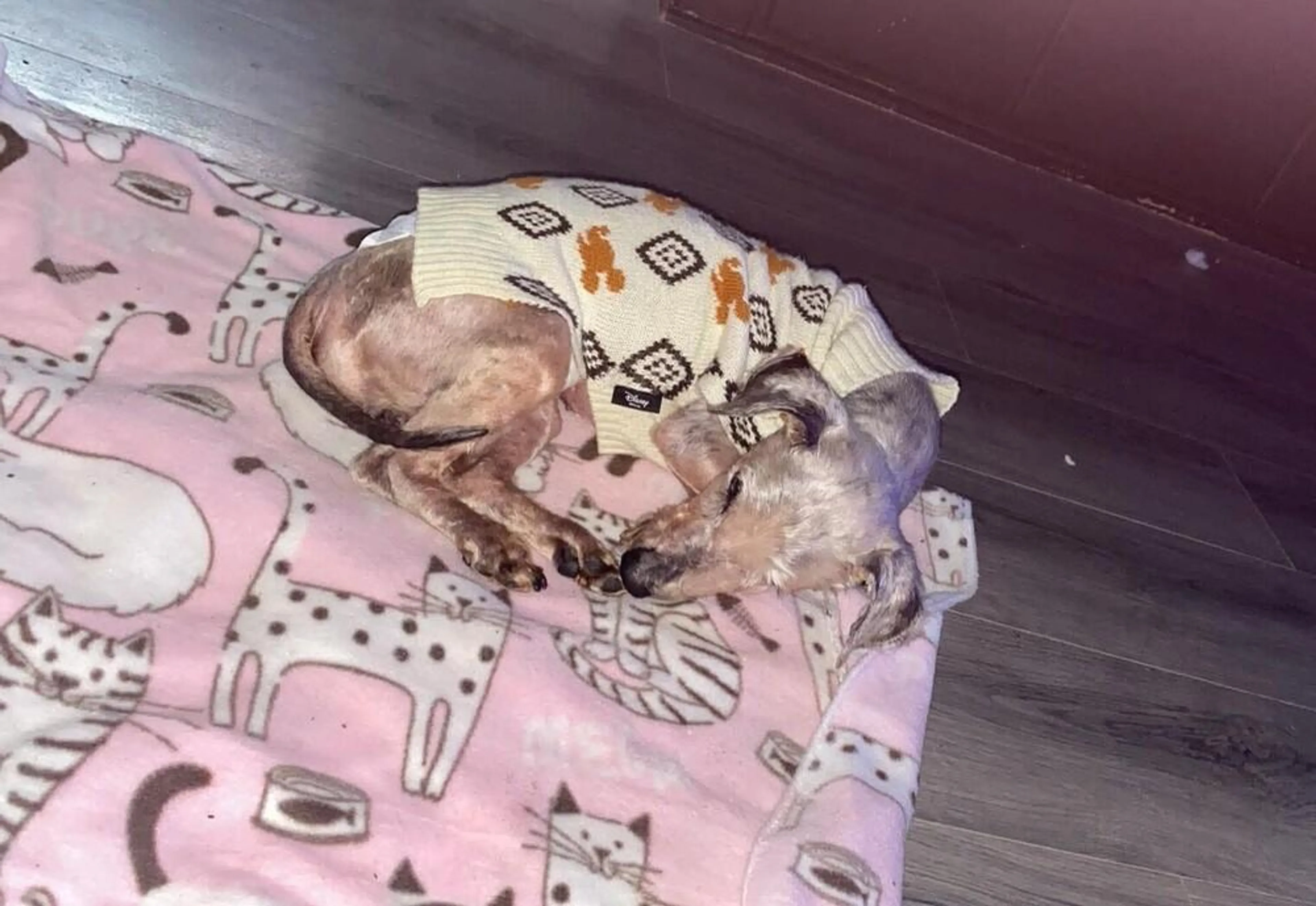 Found pet-0