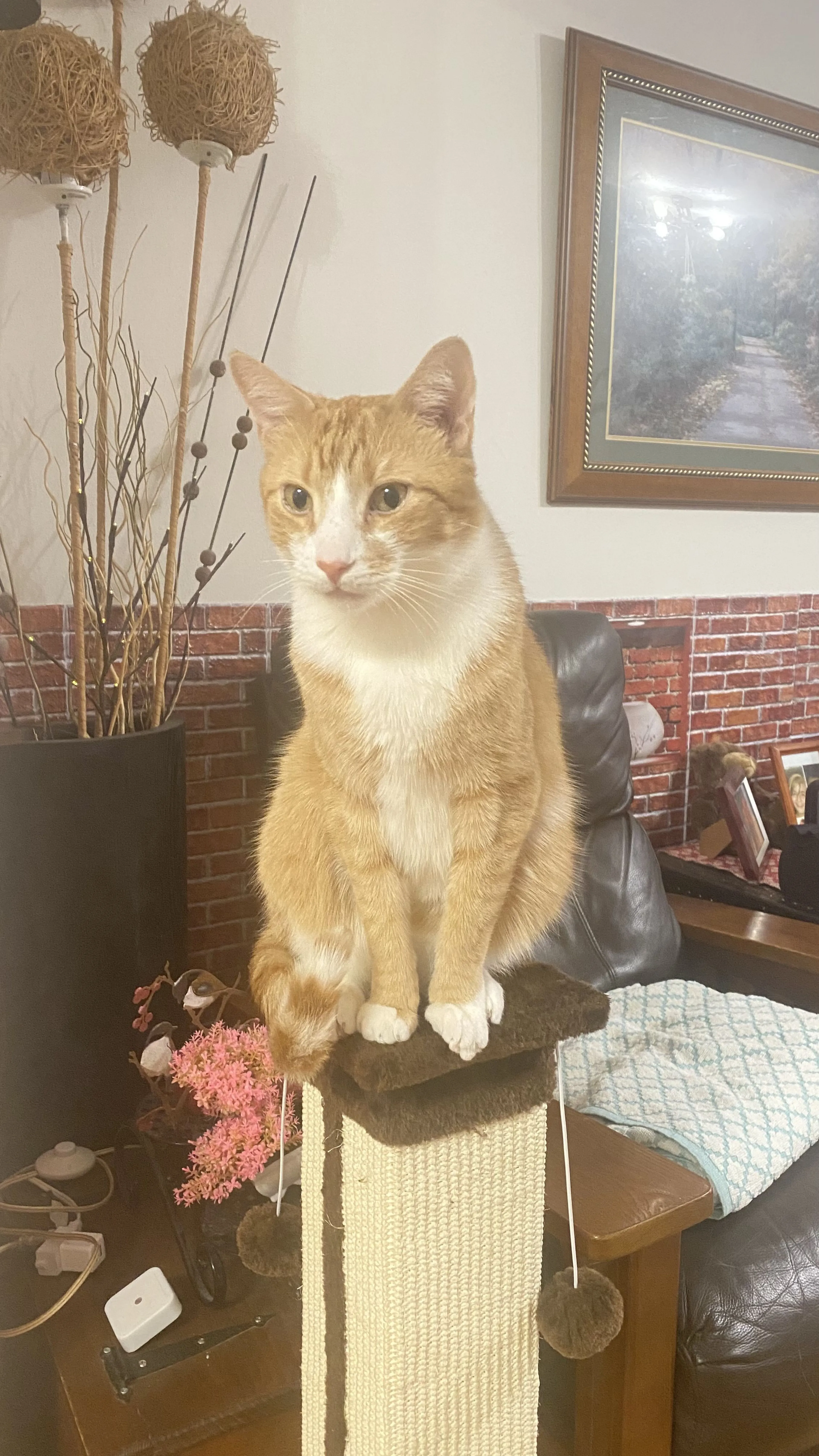 Lost pet-1