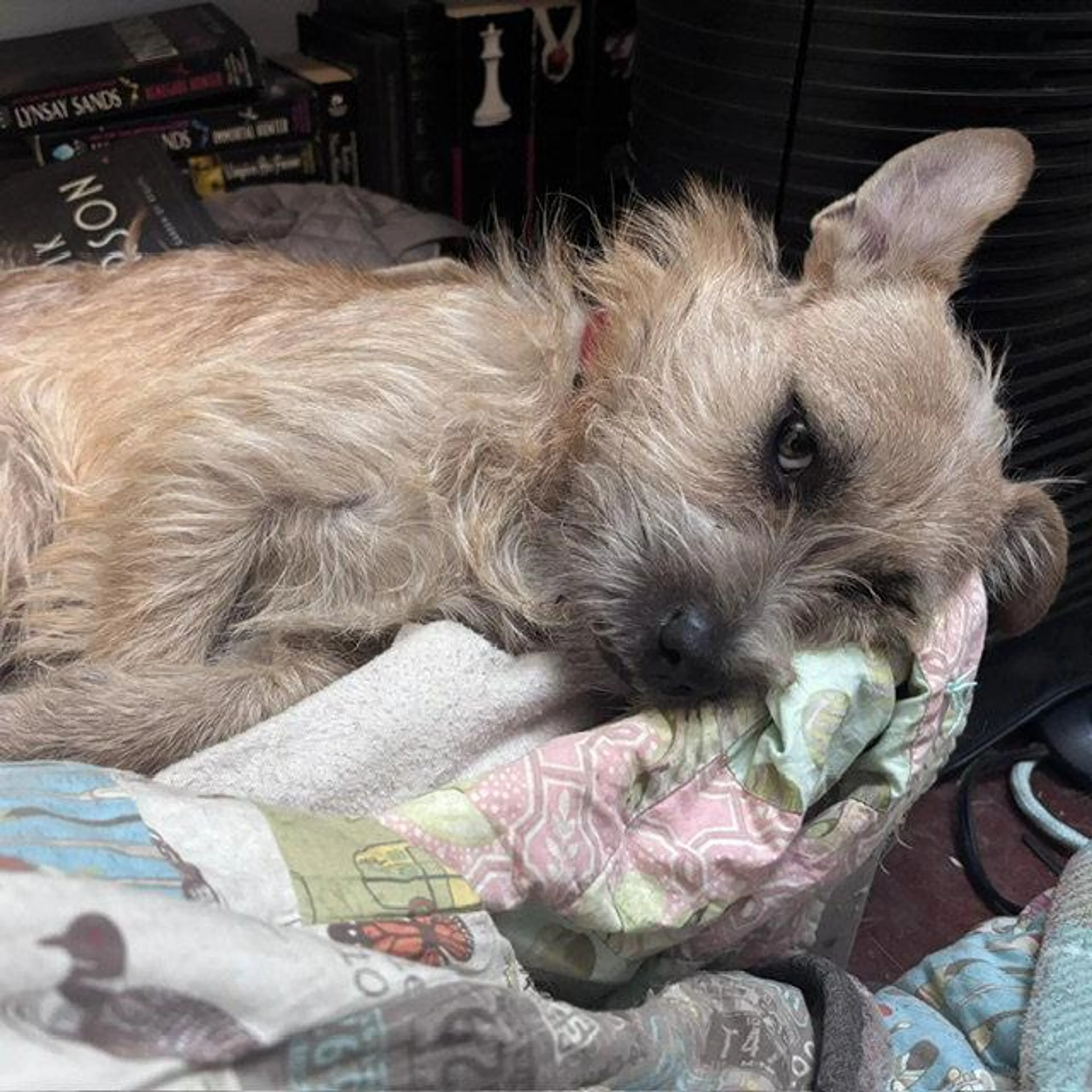 Found pet