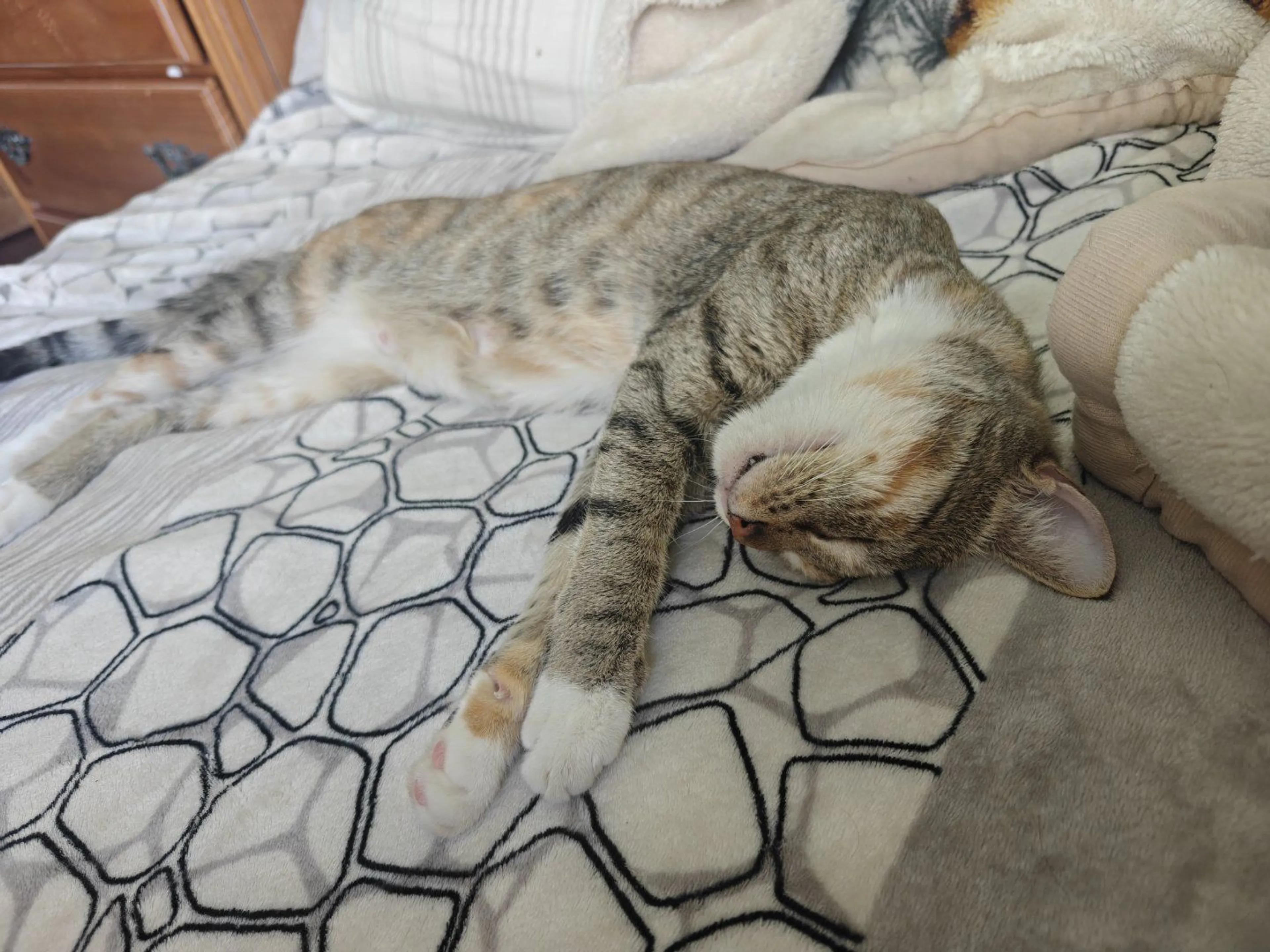Lost pet-0