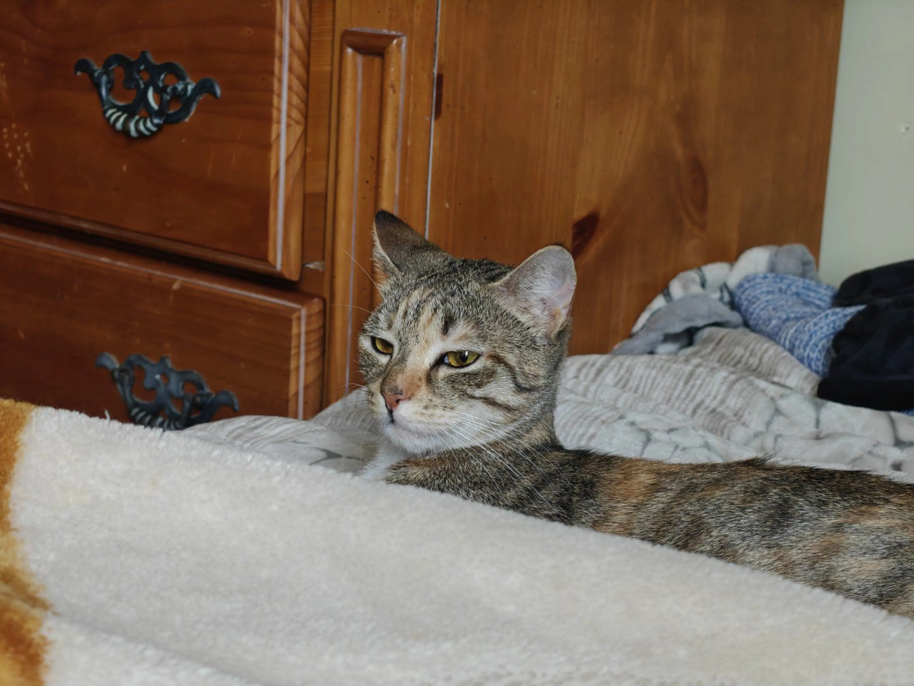 Lost pet-2