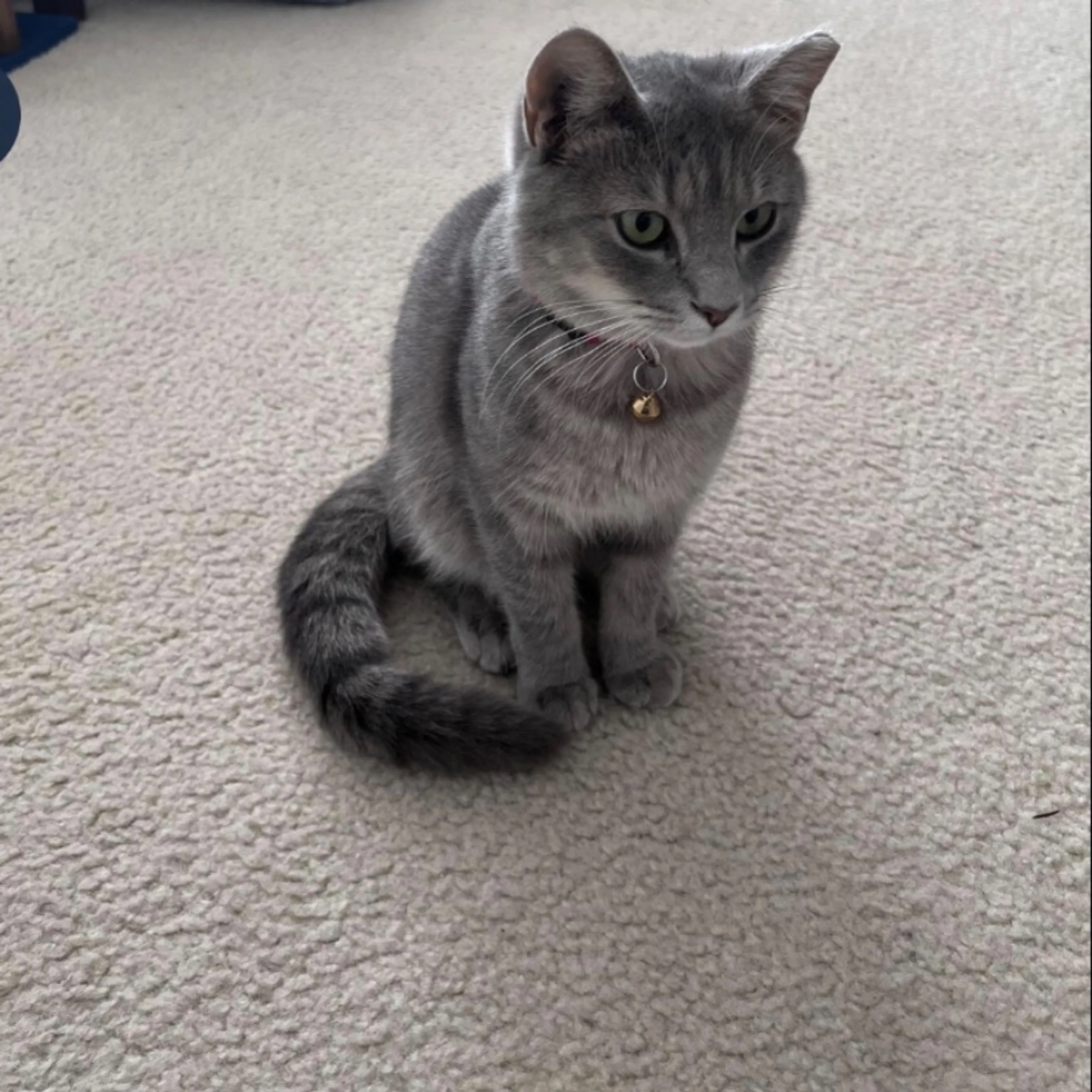 Lost pet