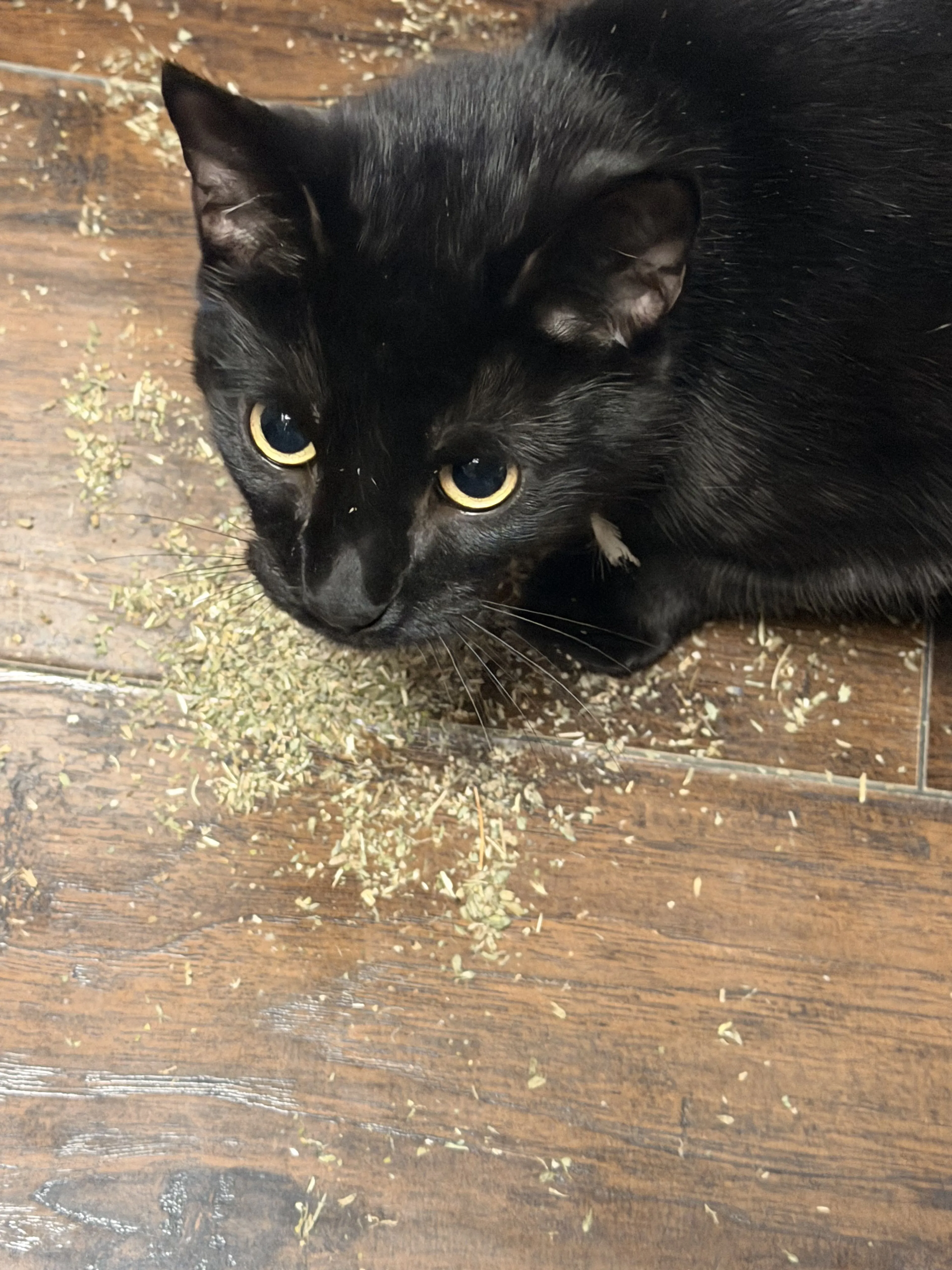 Lost pet-1