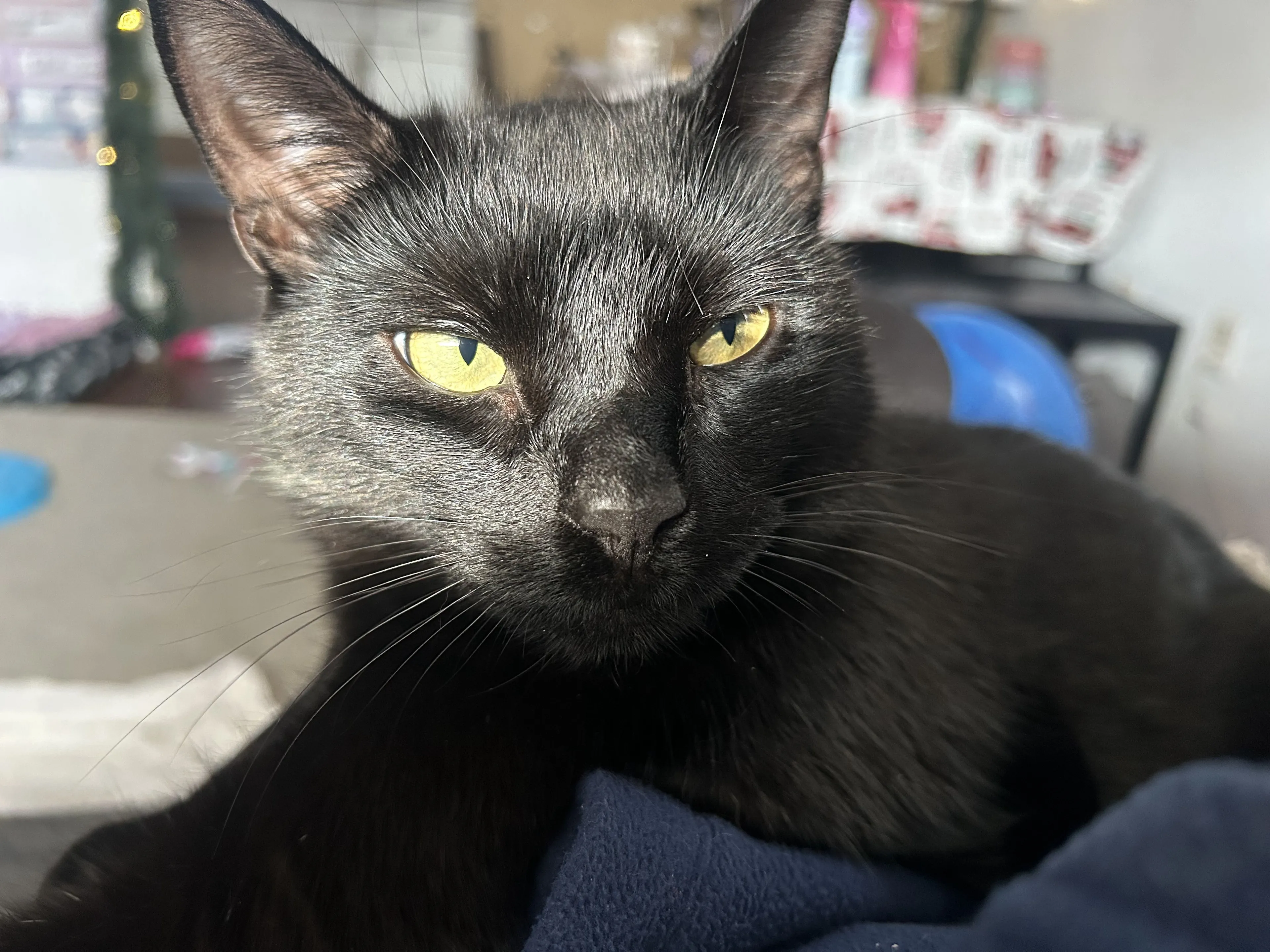 Lost pet-2