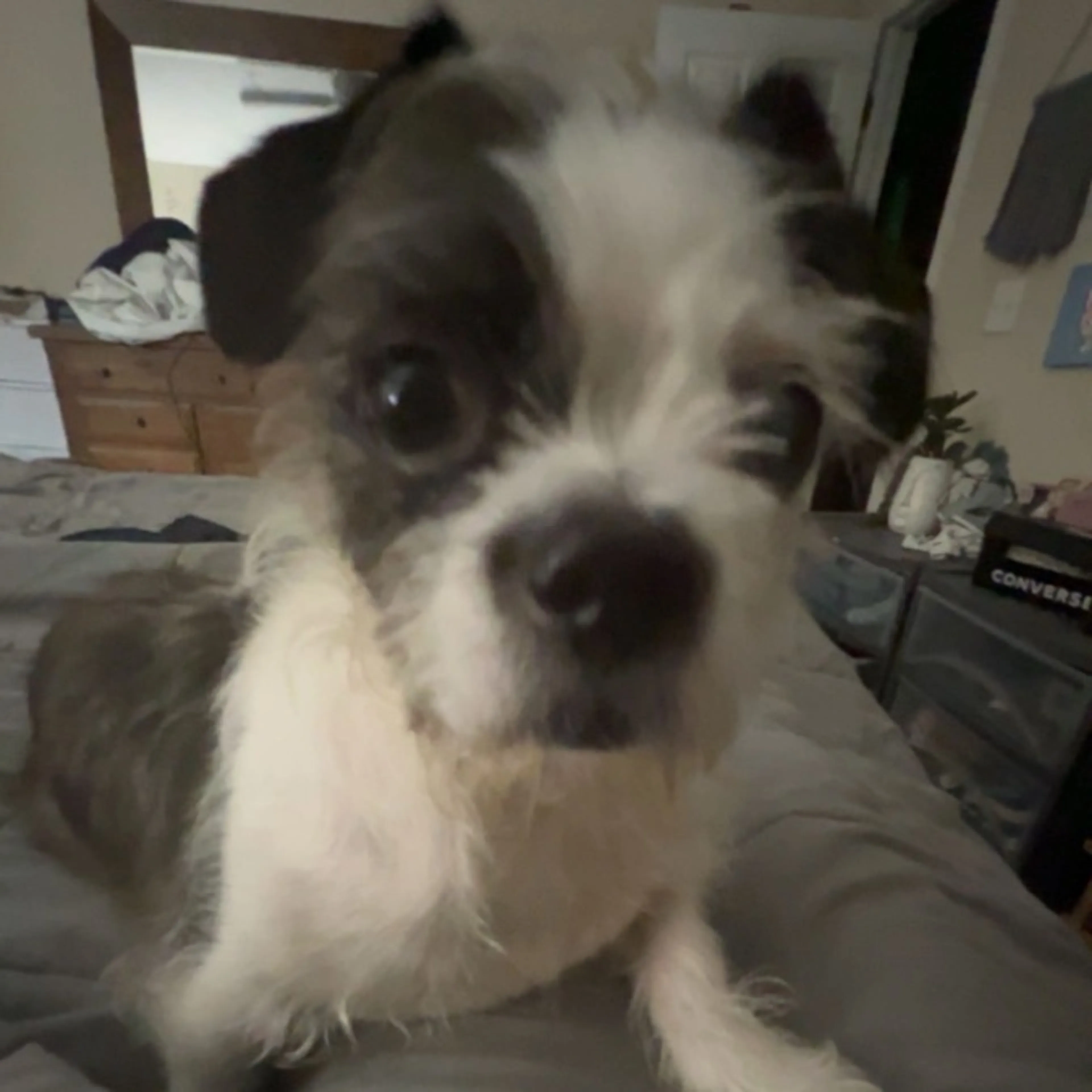 Lost pet