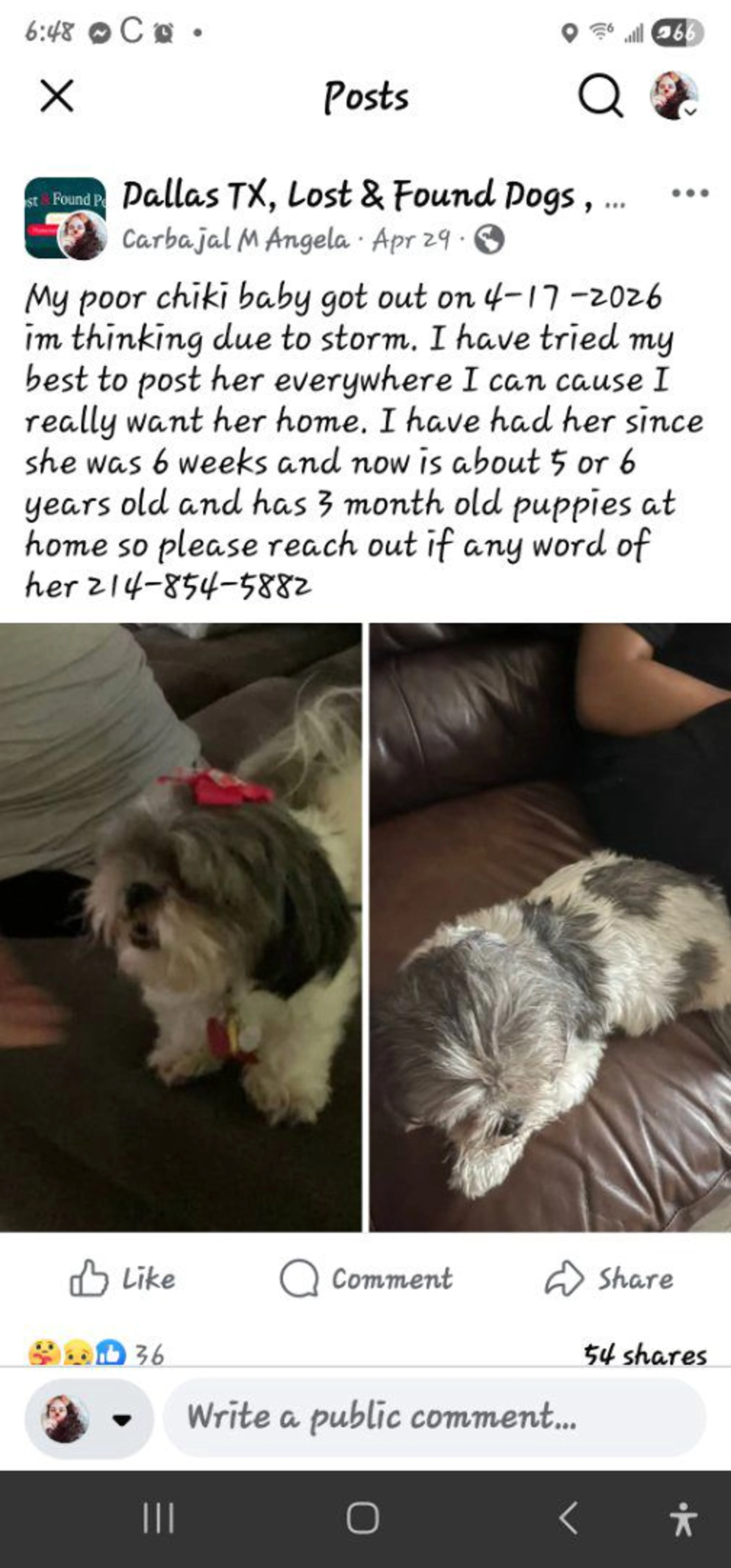 Lost pet
