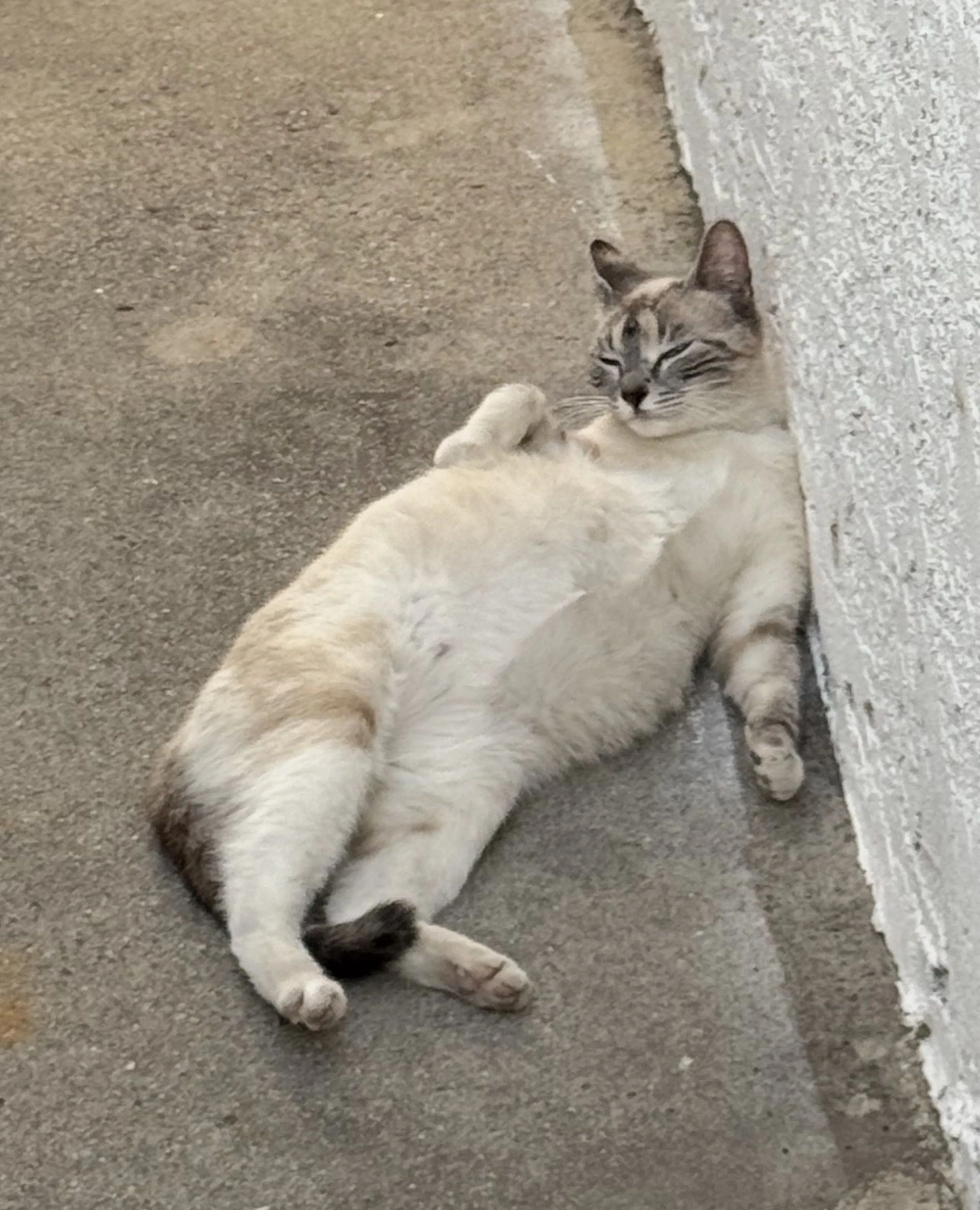 Lost pet