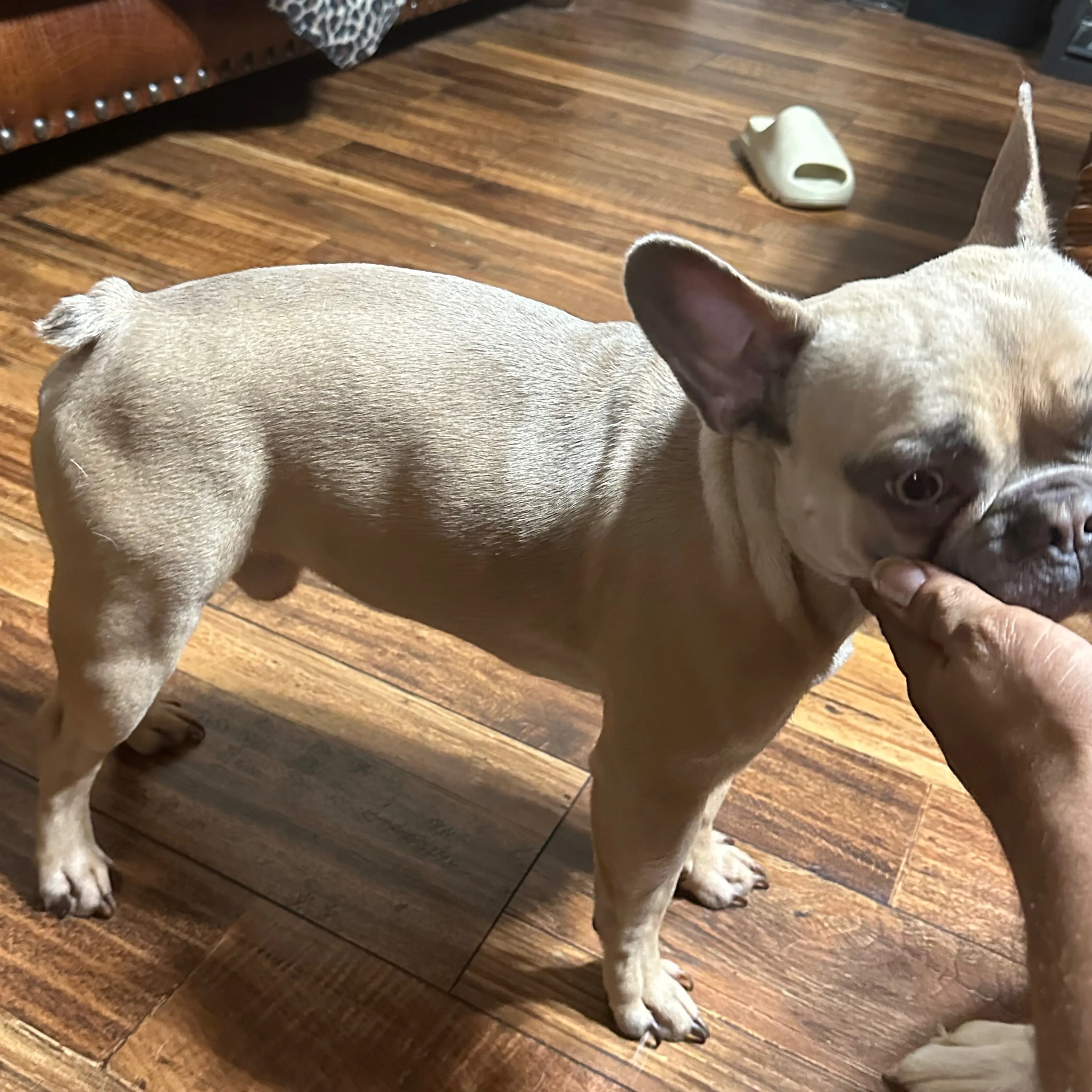 Lost pet-1