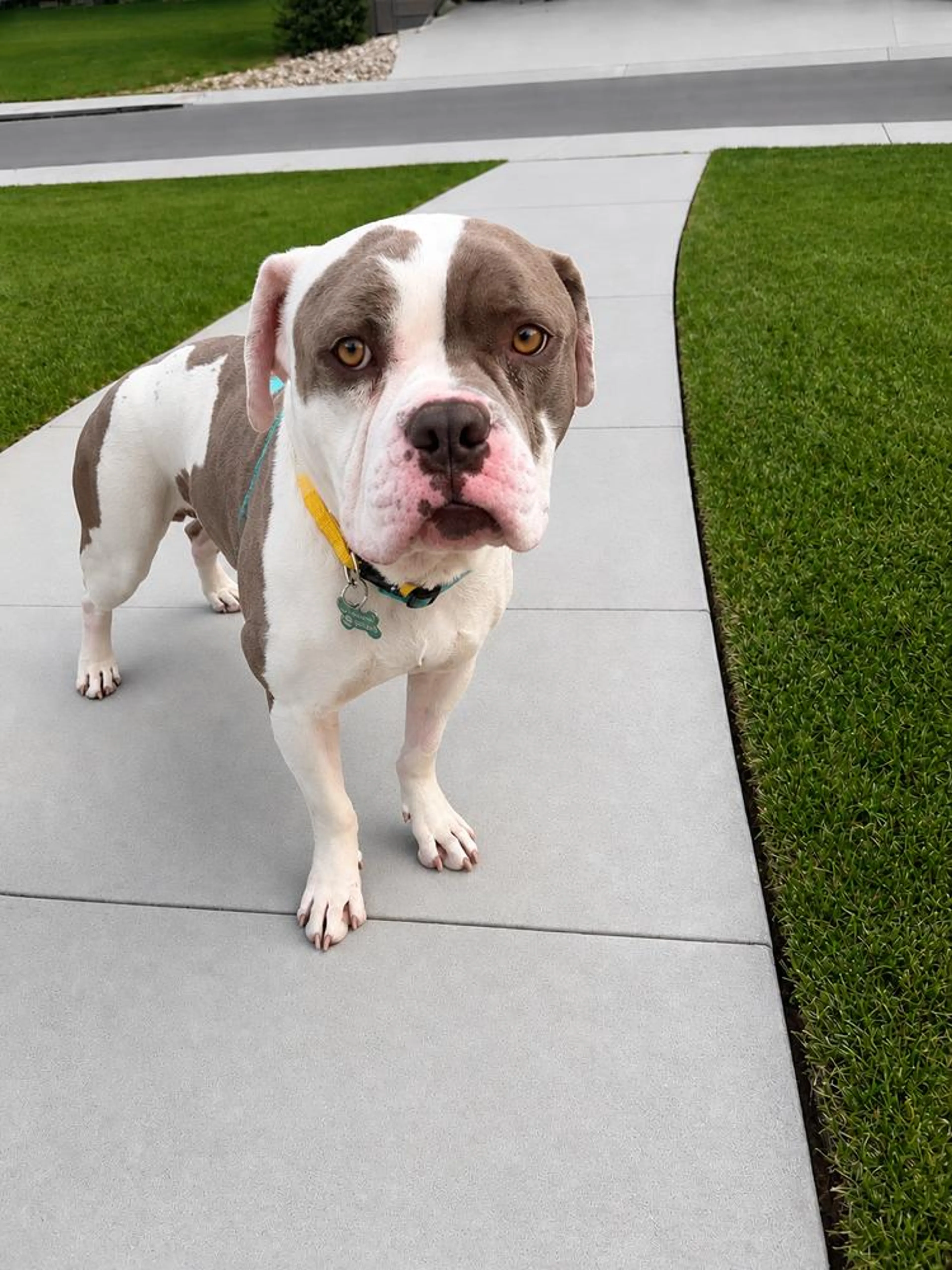 Found pet
