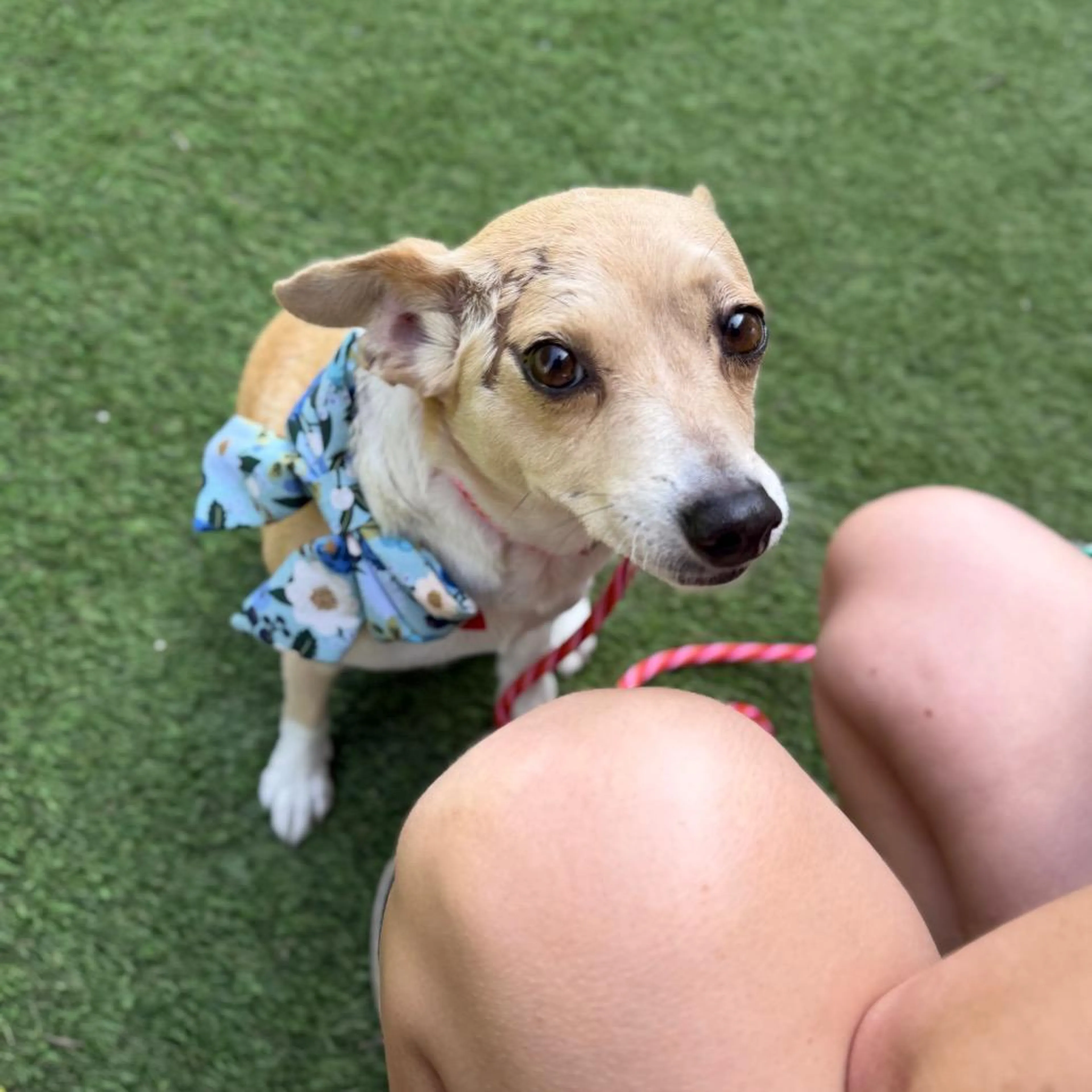 Found pet-1