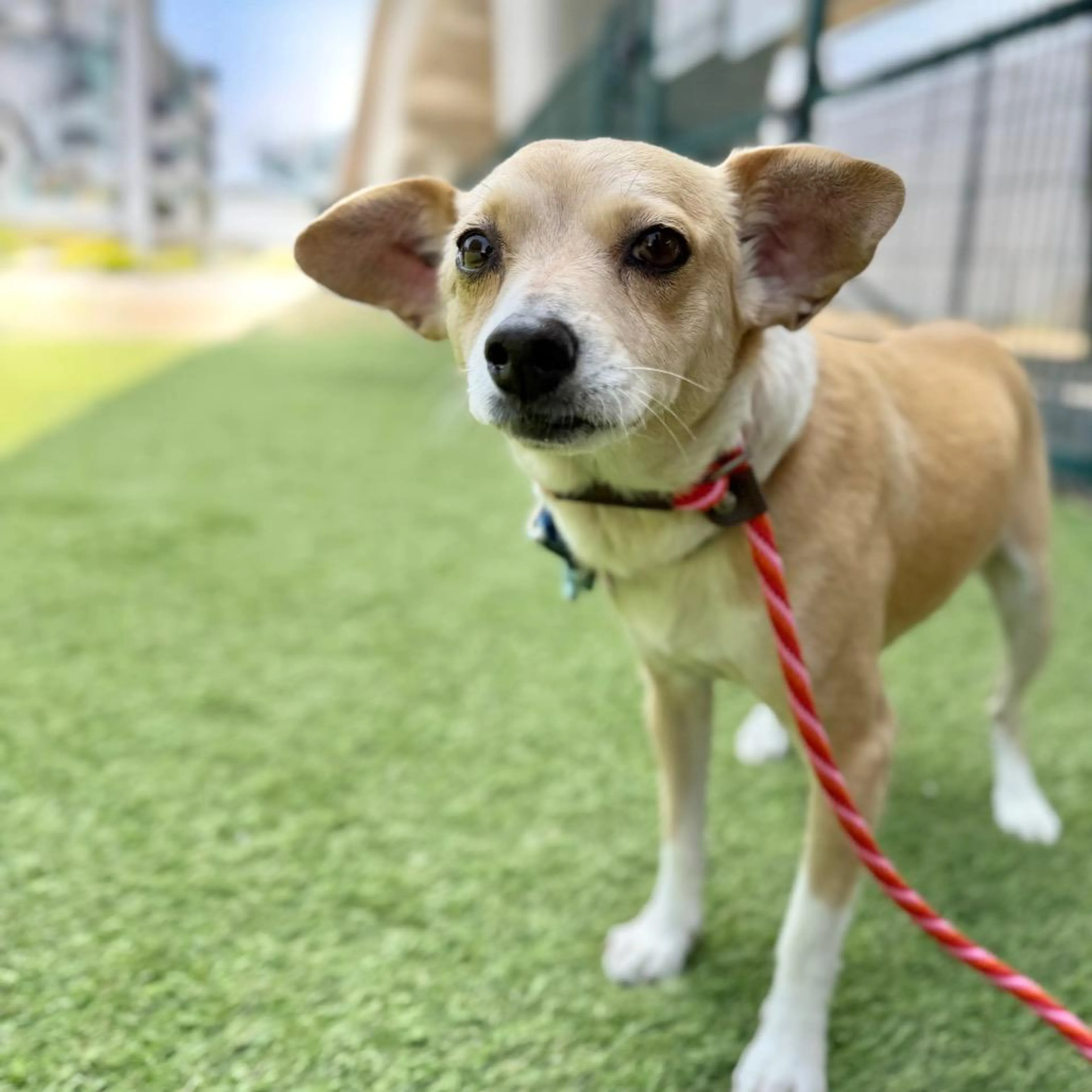 Found pet-2