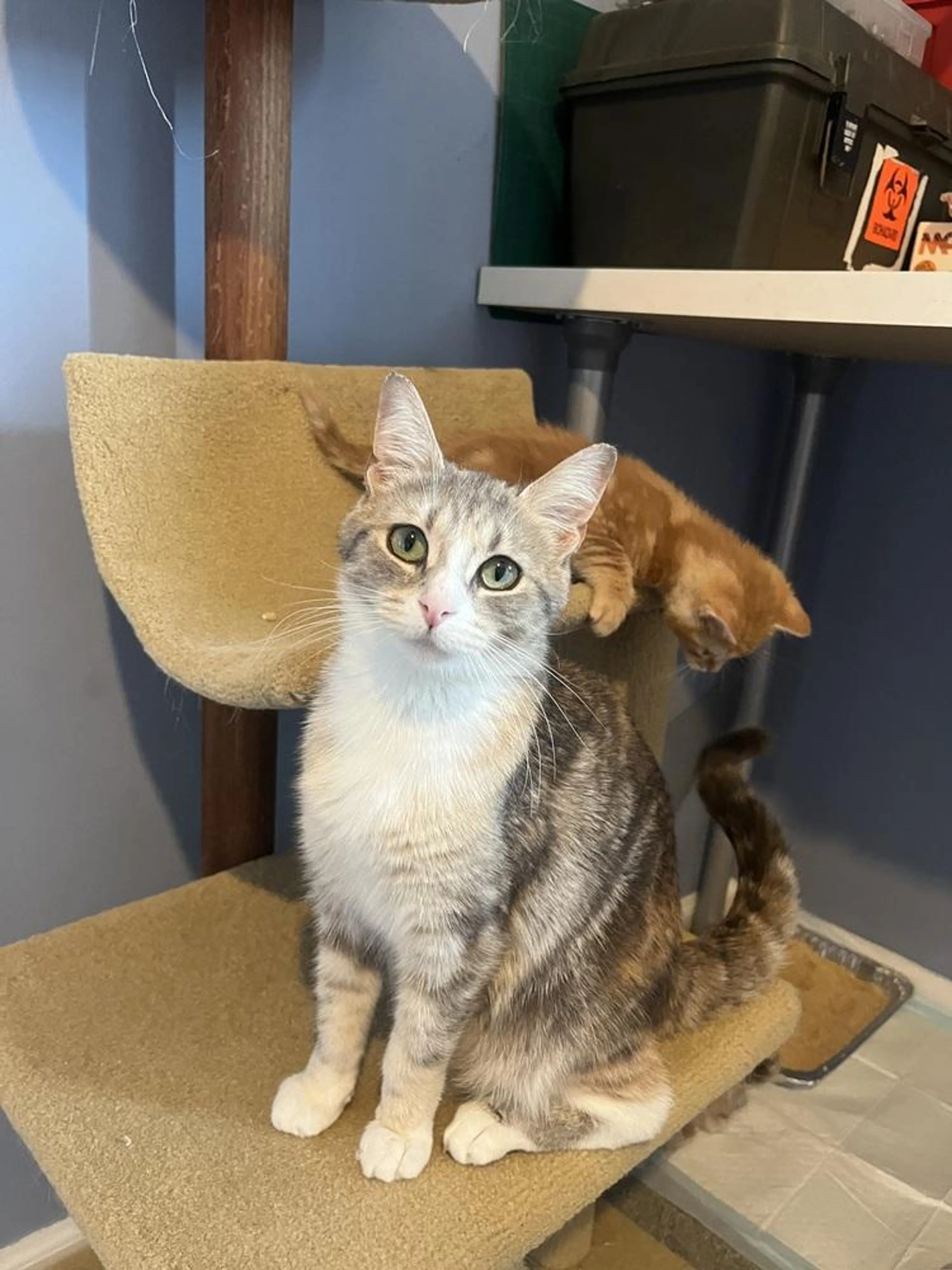 Found pet-4