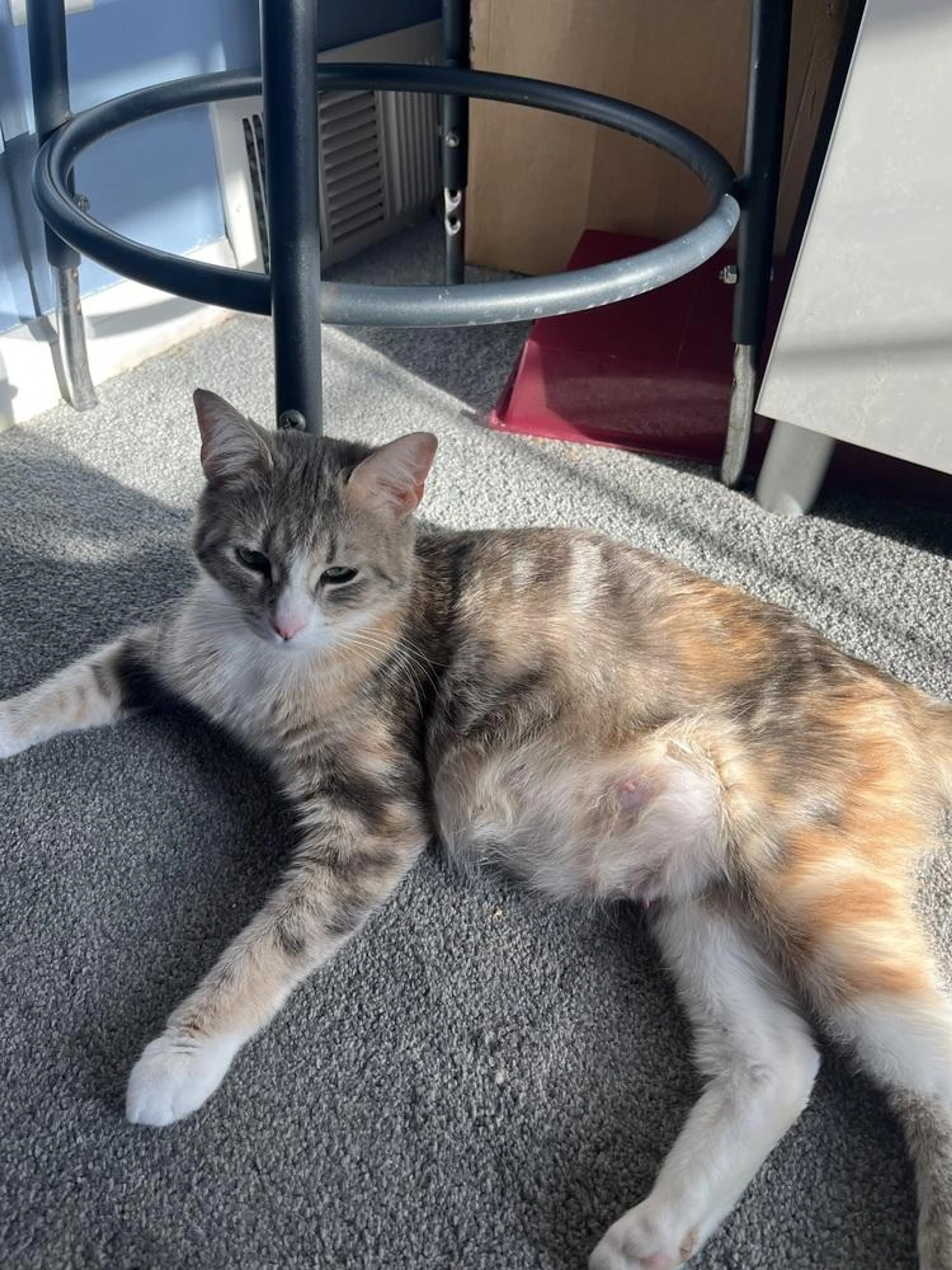 Found pet-1