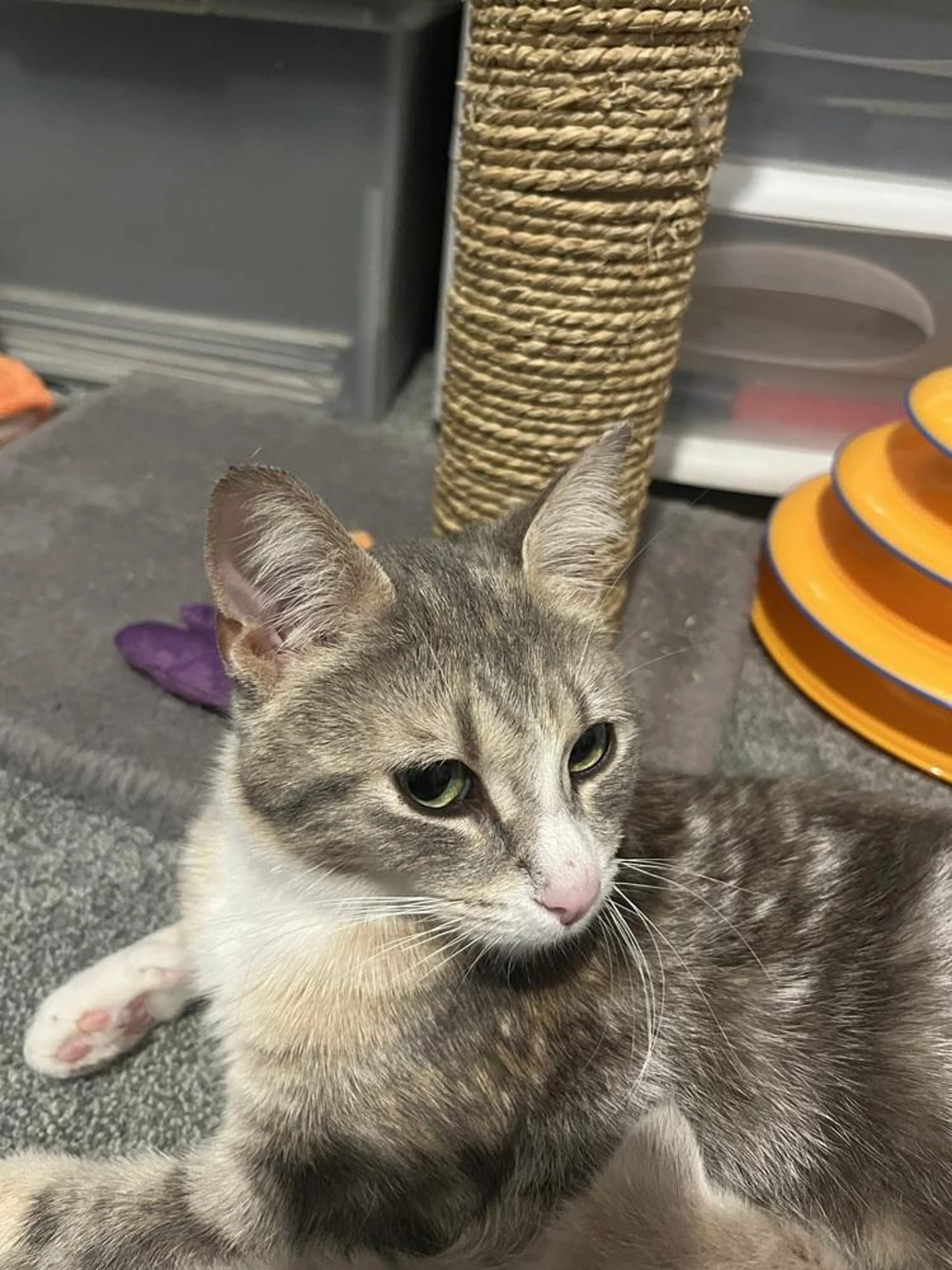 Found pet-0
